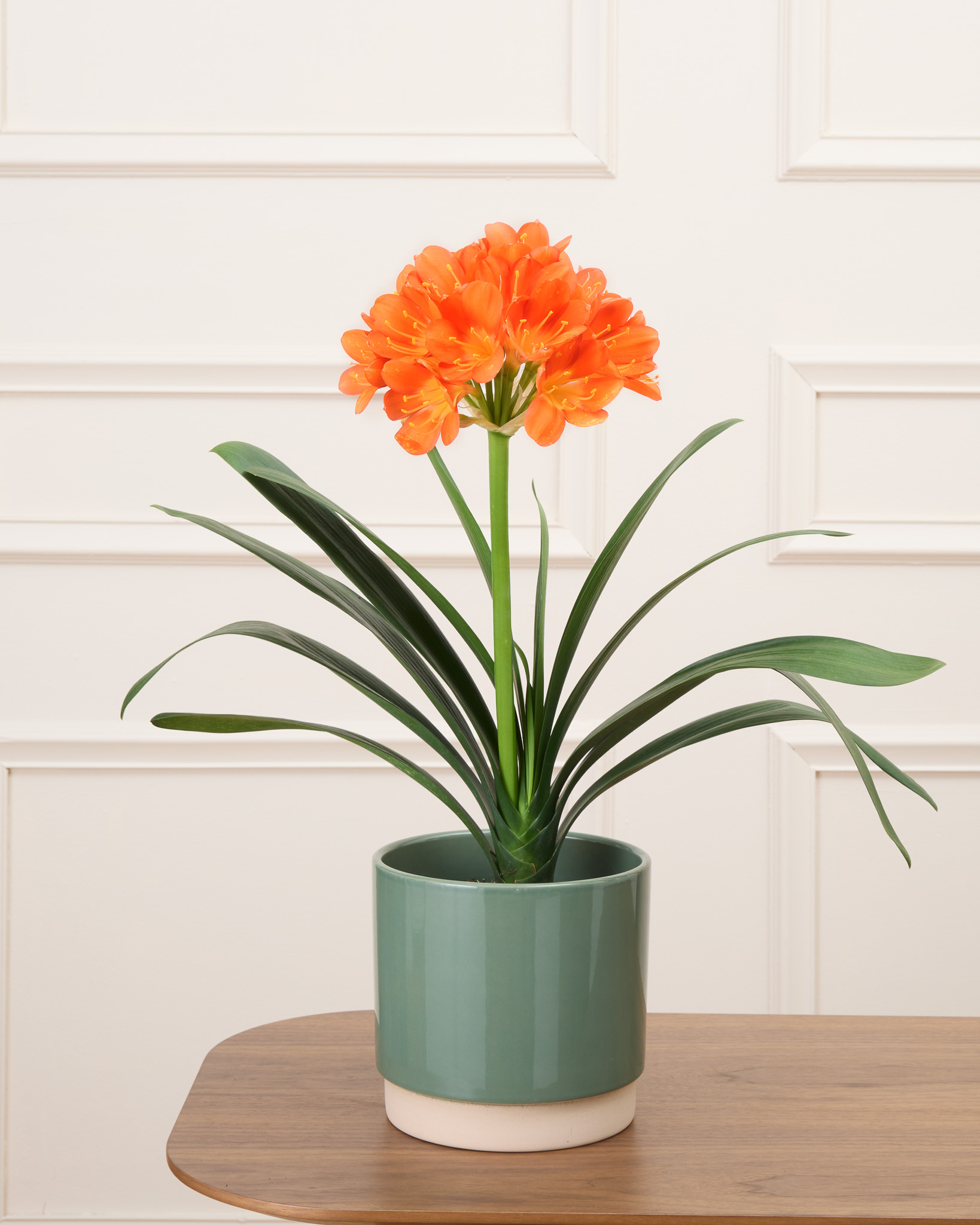 Chloé et son cache-pot vert - Clivia