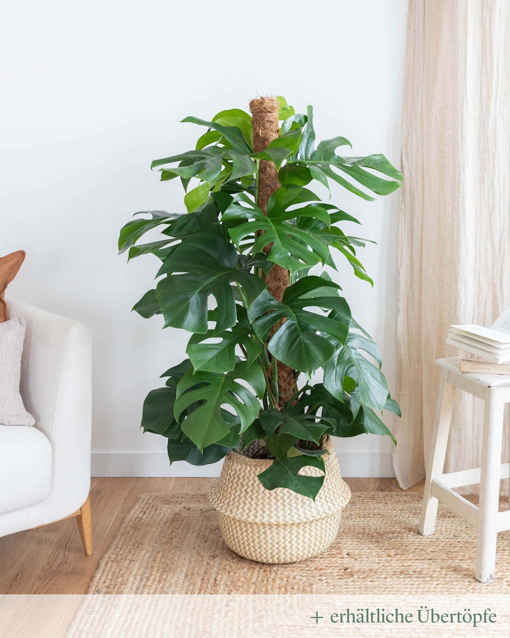 monstera monica