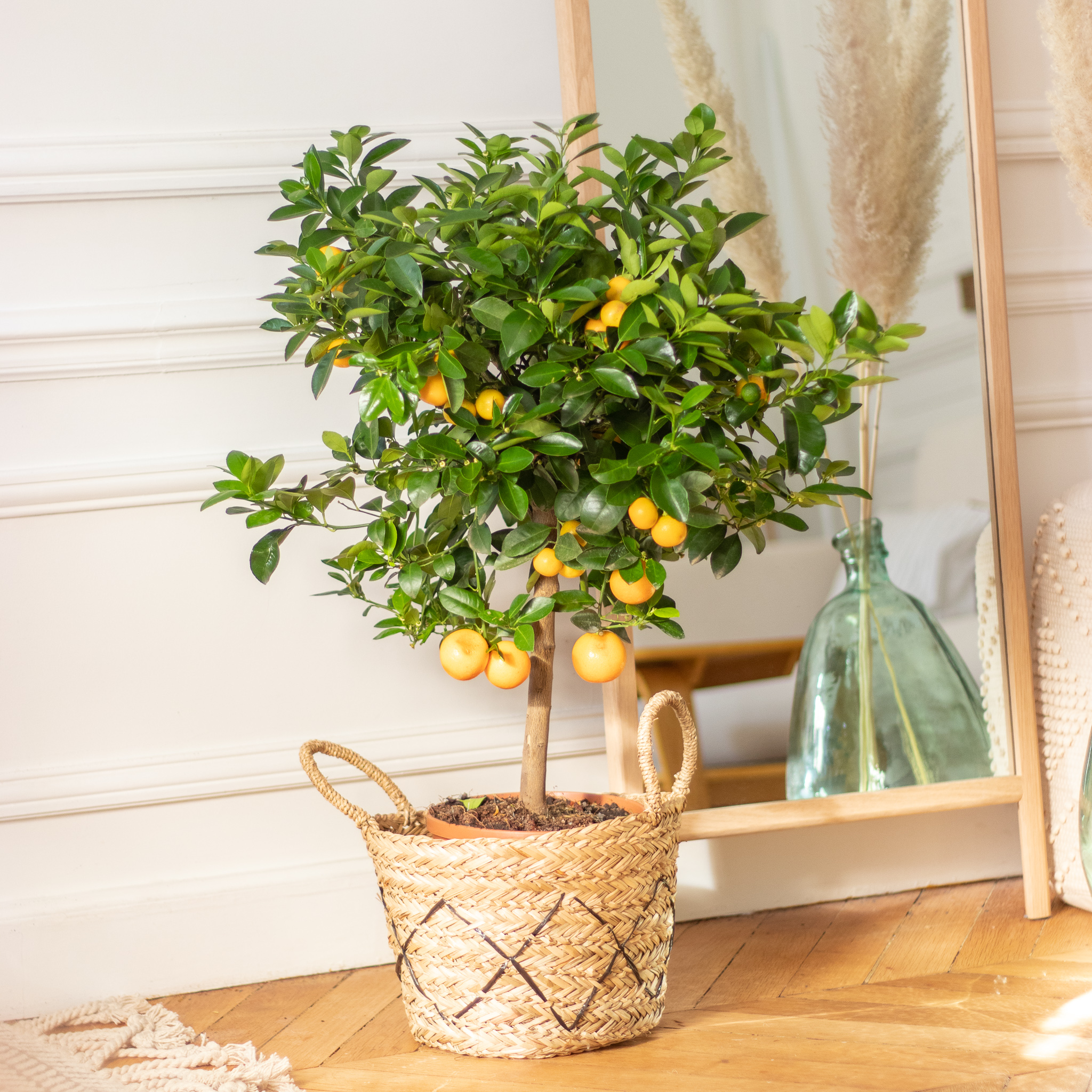 Calamondin : nos astuces d