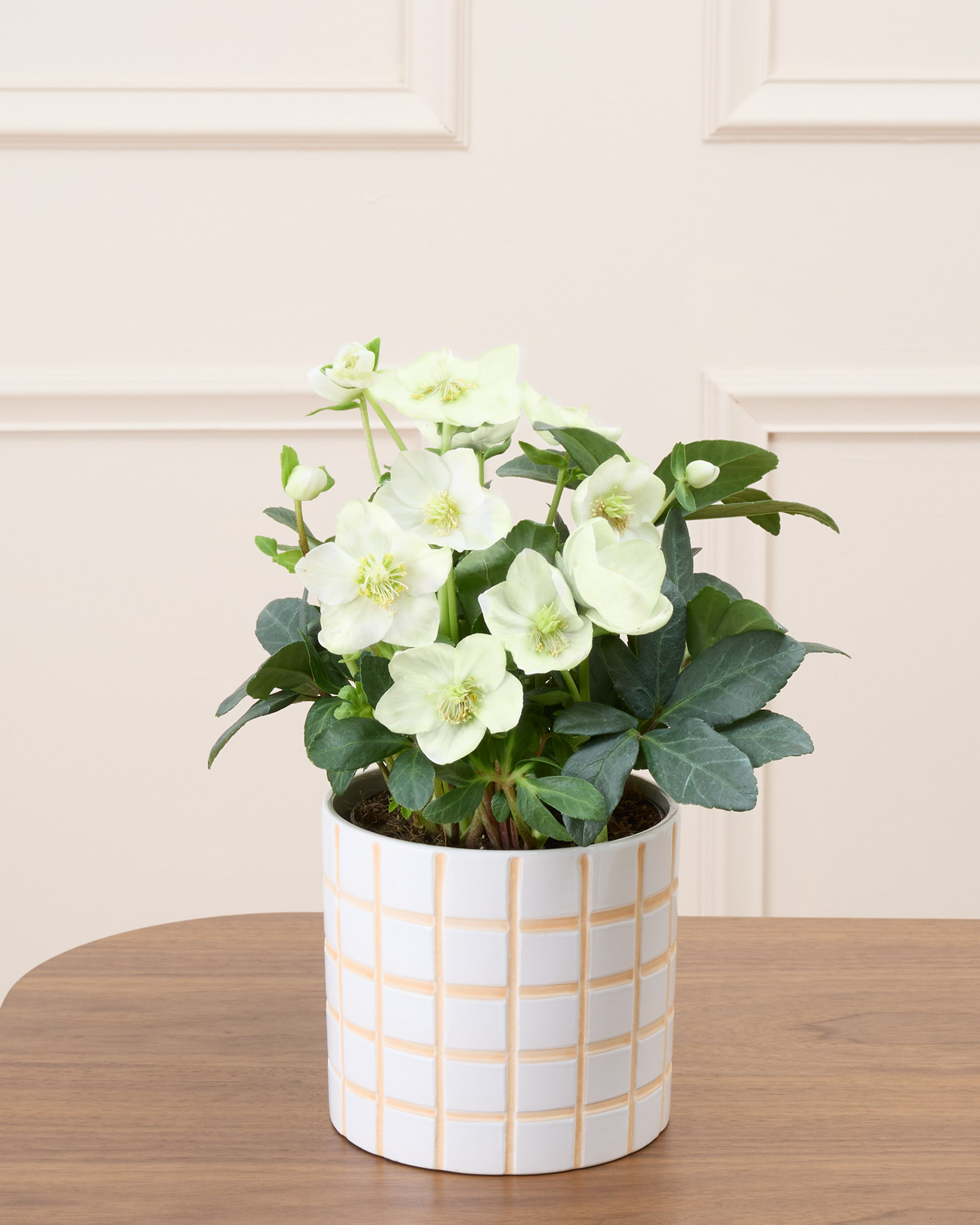 Hermine et son cache-pot quadrillé - Hellébore 