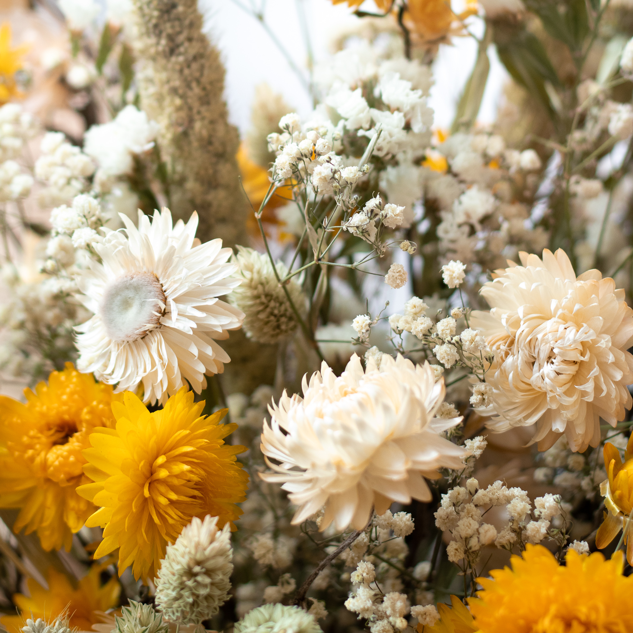 Les Fleurs Séchées