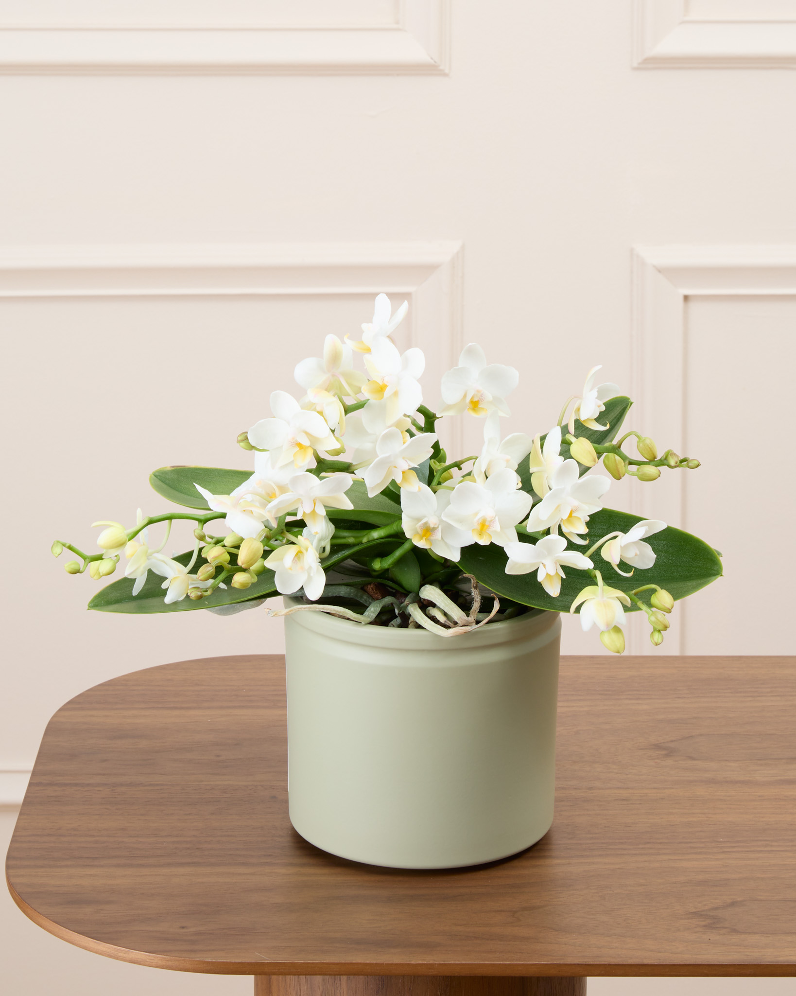 Bianca et son cache-pot vert - Phalaenopsis blanc