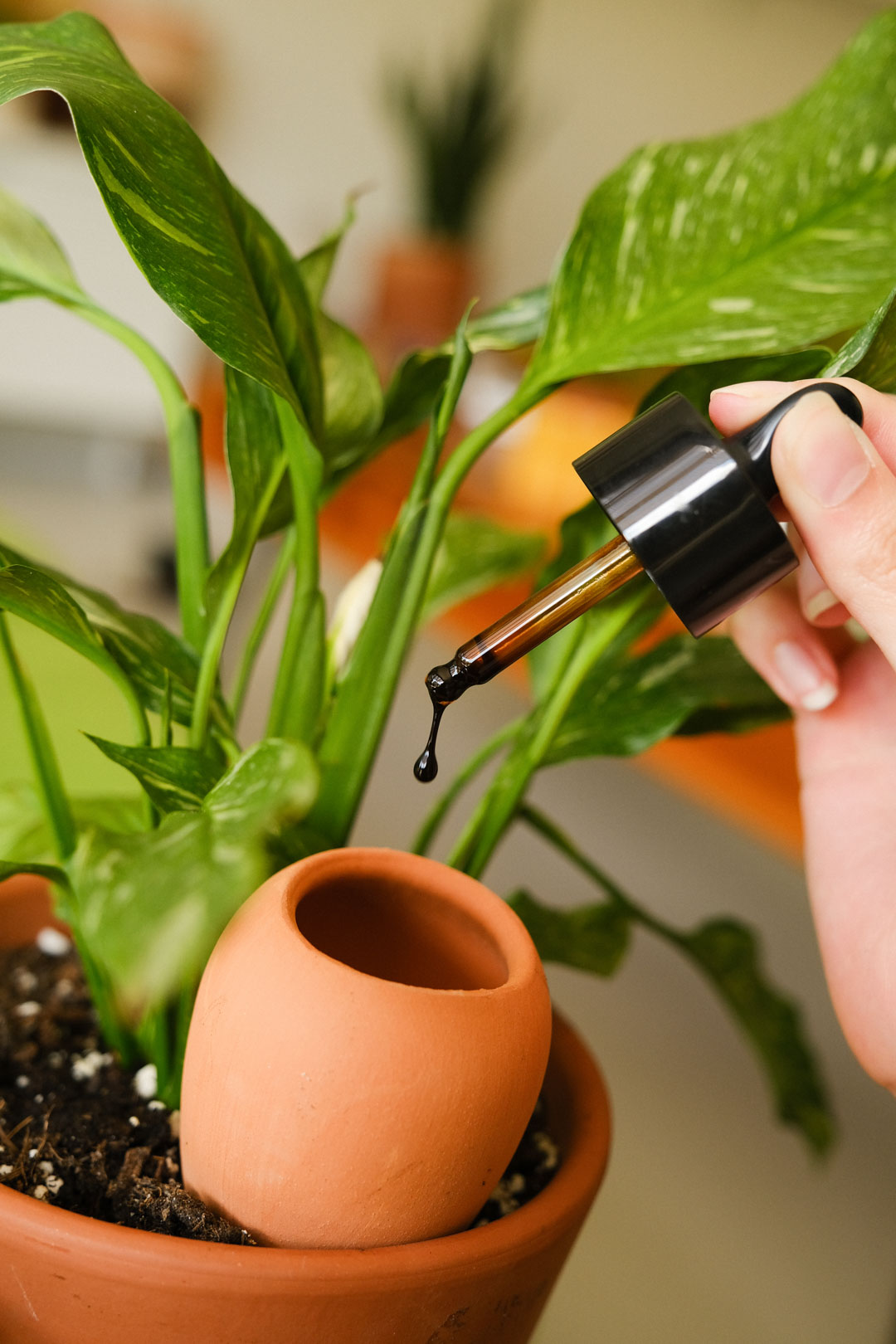 Sérum nourrissant pour plantes vertes - Fertilisant naturel à base d