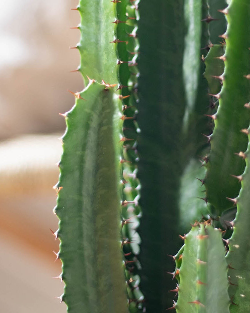 Nahaufnahme unserer Euphorbia acrurensis “Pablo"