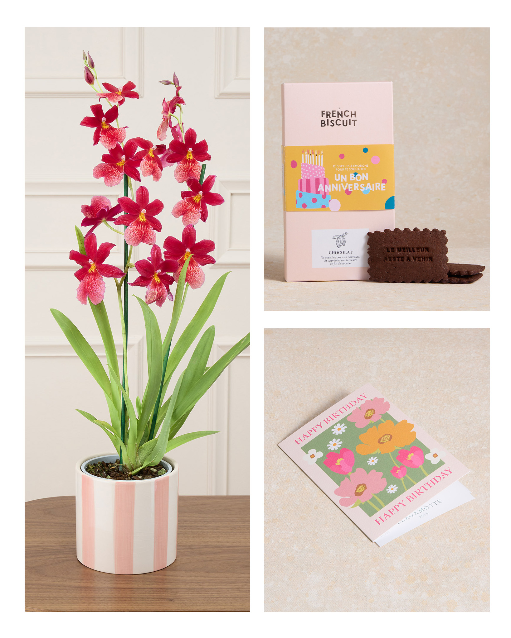 offre anniversaire plante