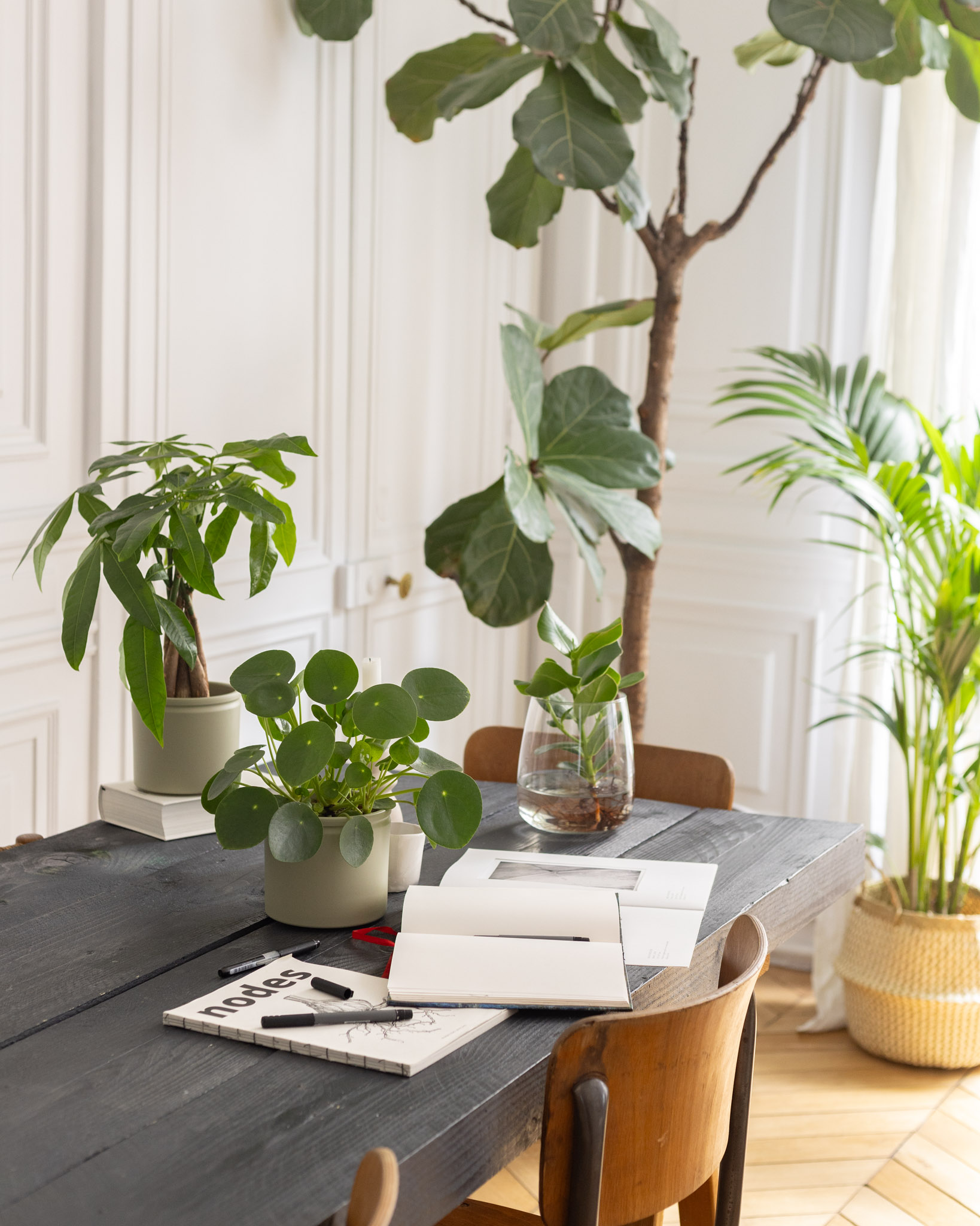 plantes bureau