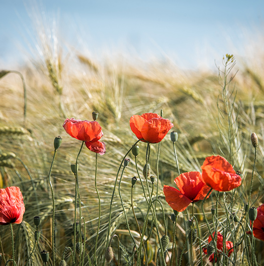 fleurs-de-saison-printemps