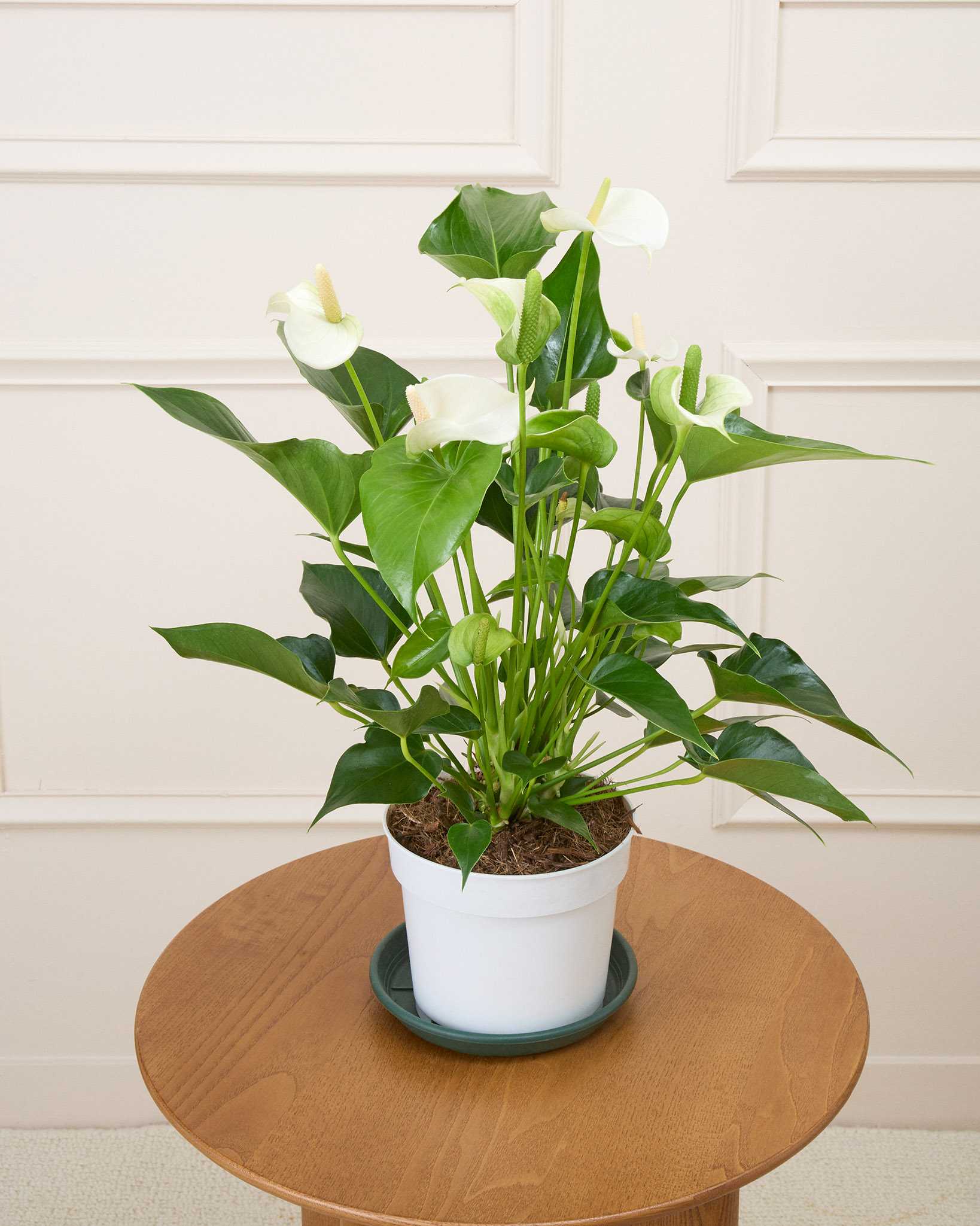Angèle et sa soucoupe - Anthurium