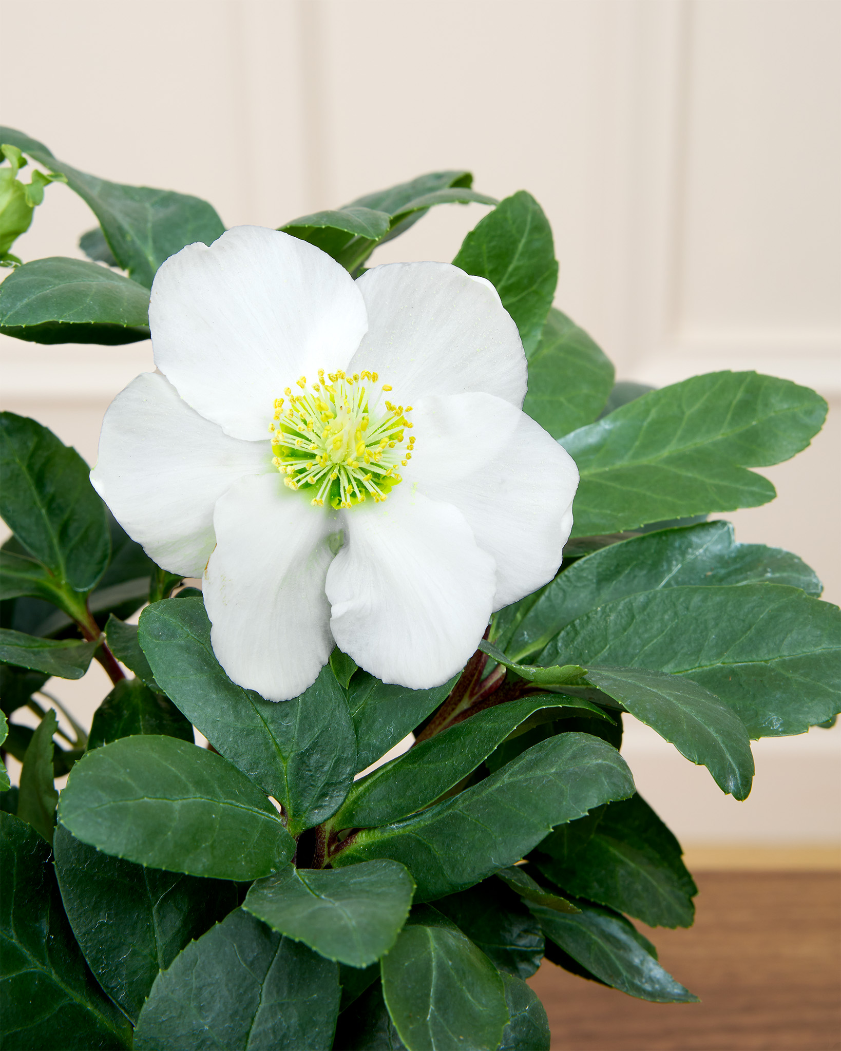 entretien-rose-de-noel