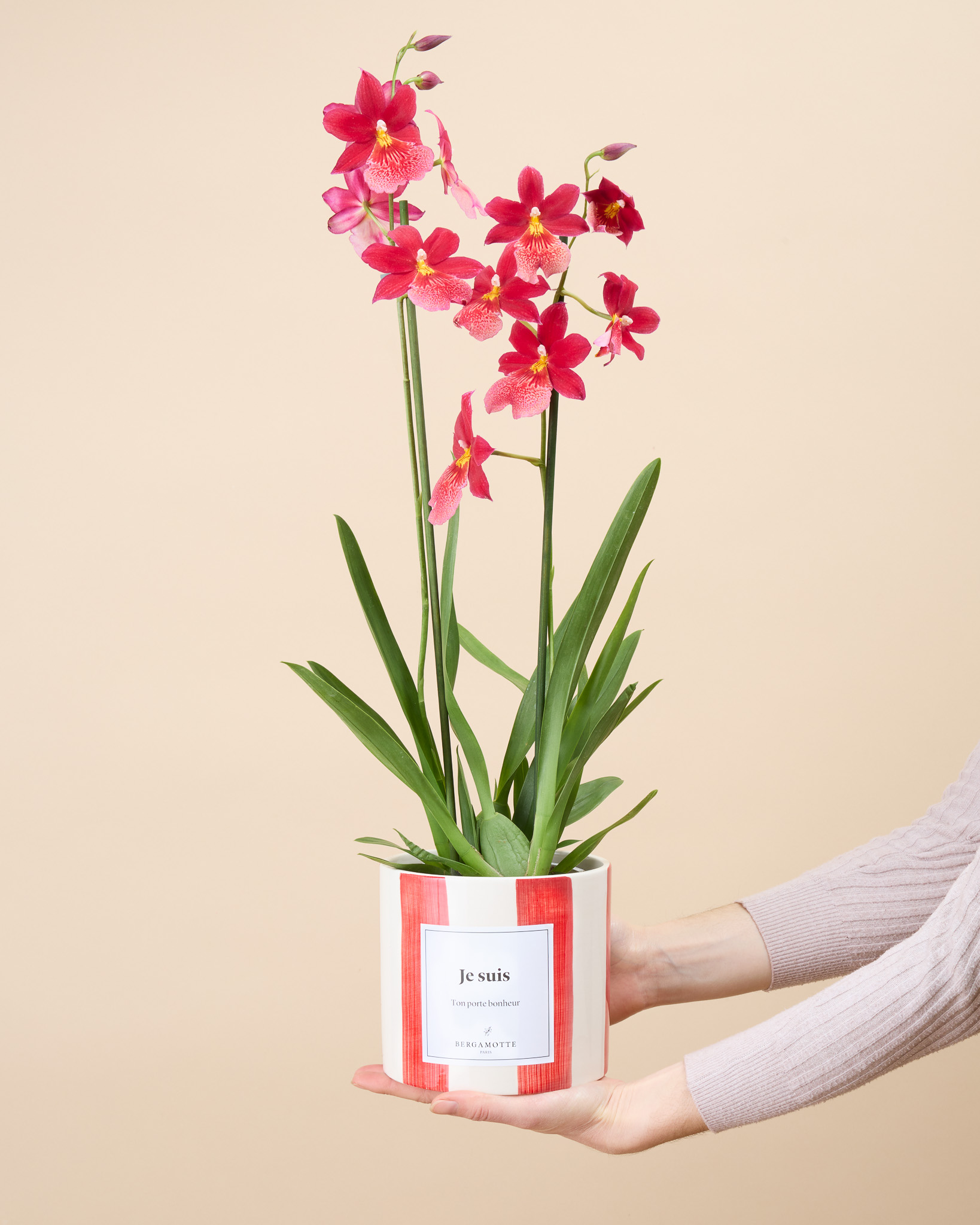 Orchidée Aude
