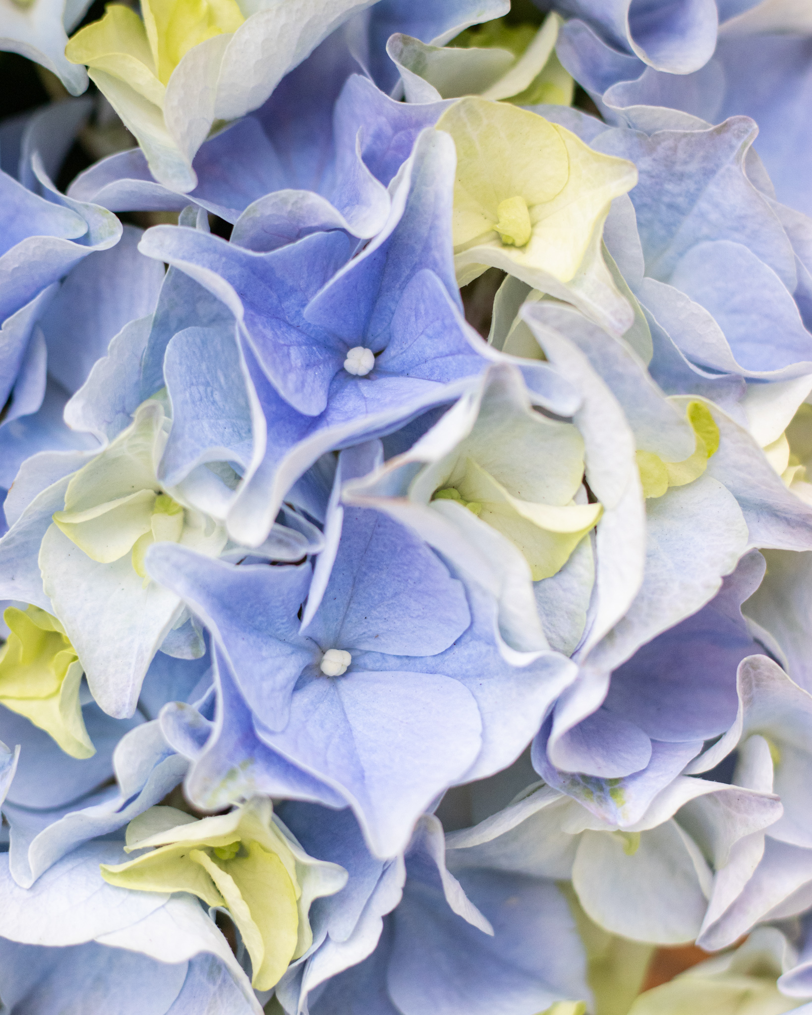 Zoom sur Éléonore - La couleur (bleu foncé, bleu clair, parme ou violet) peut varier selon les arrivages