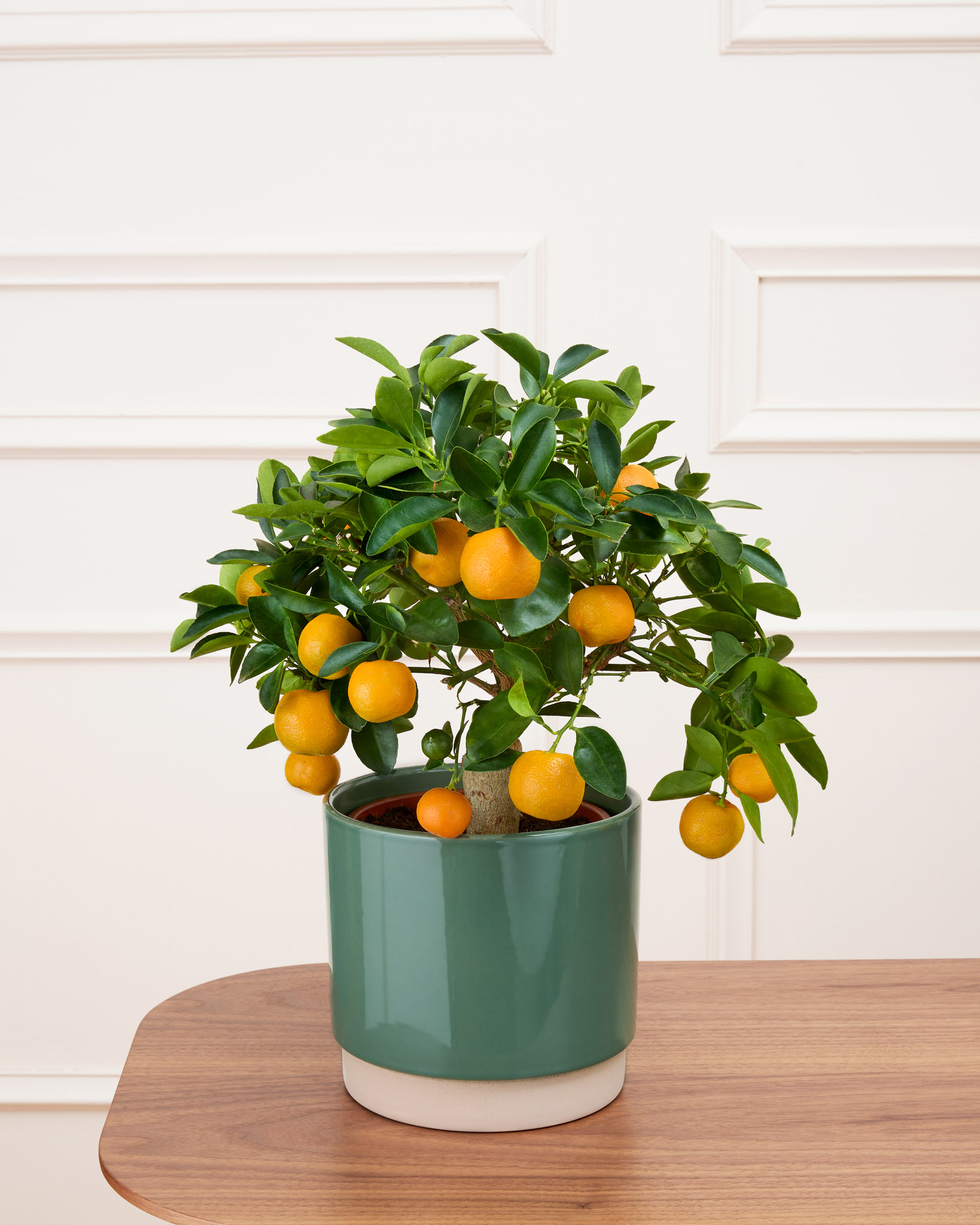 Carlos et son cache-pot - Calamondin