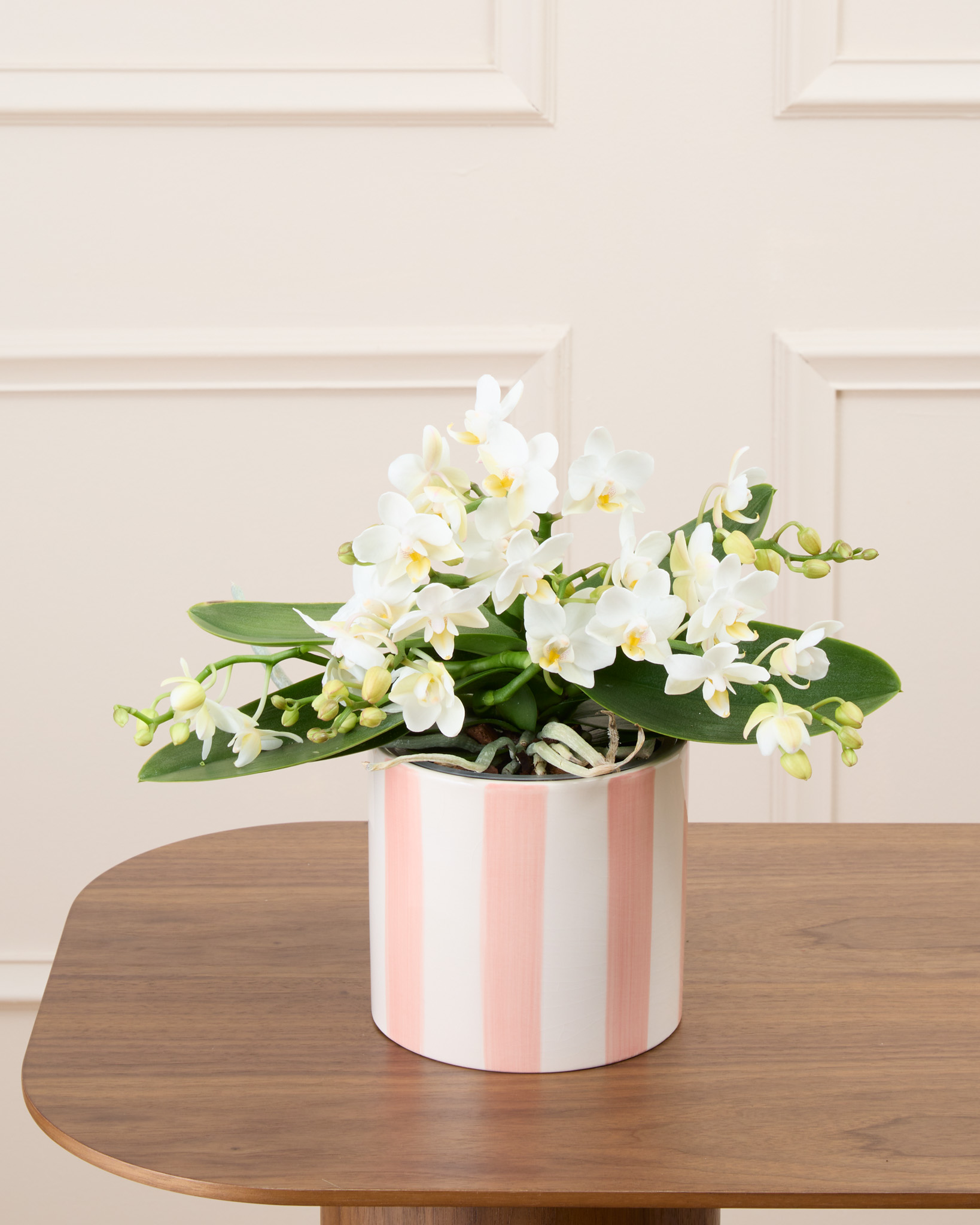 Bianca et son cache-pot rayé rose - Phalaenopsis blanc