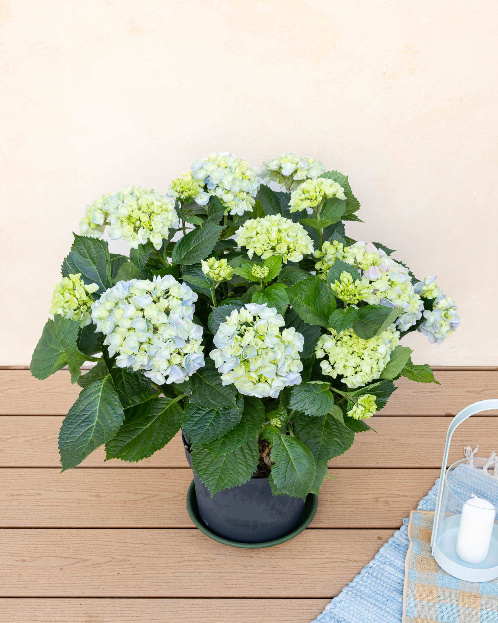 Éléonore et sa soucoupe - Hortensia
