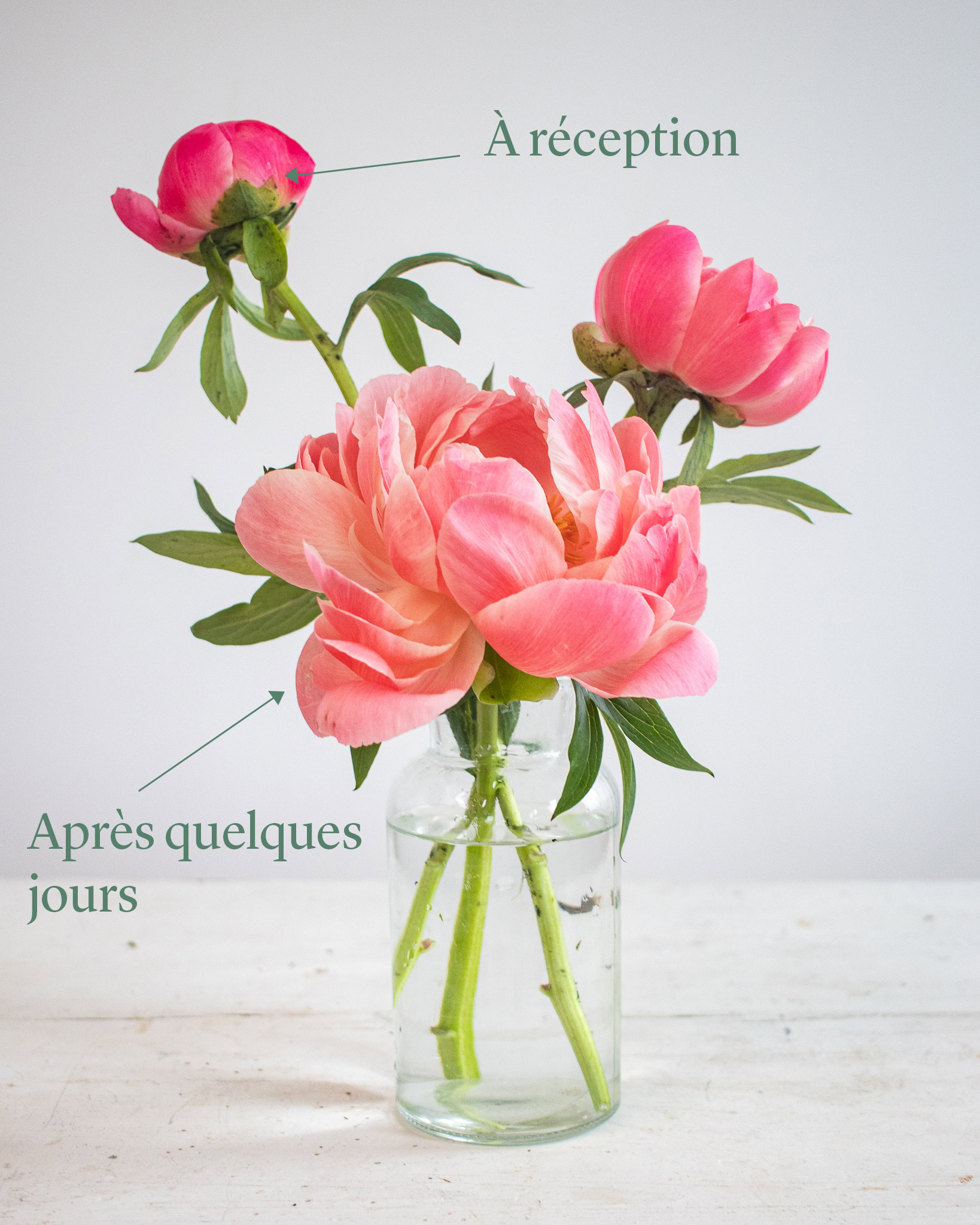 Pivoine à réception puis après quelques jours en vase