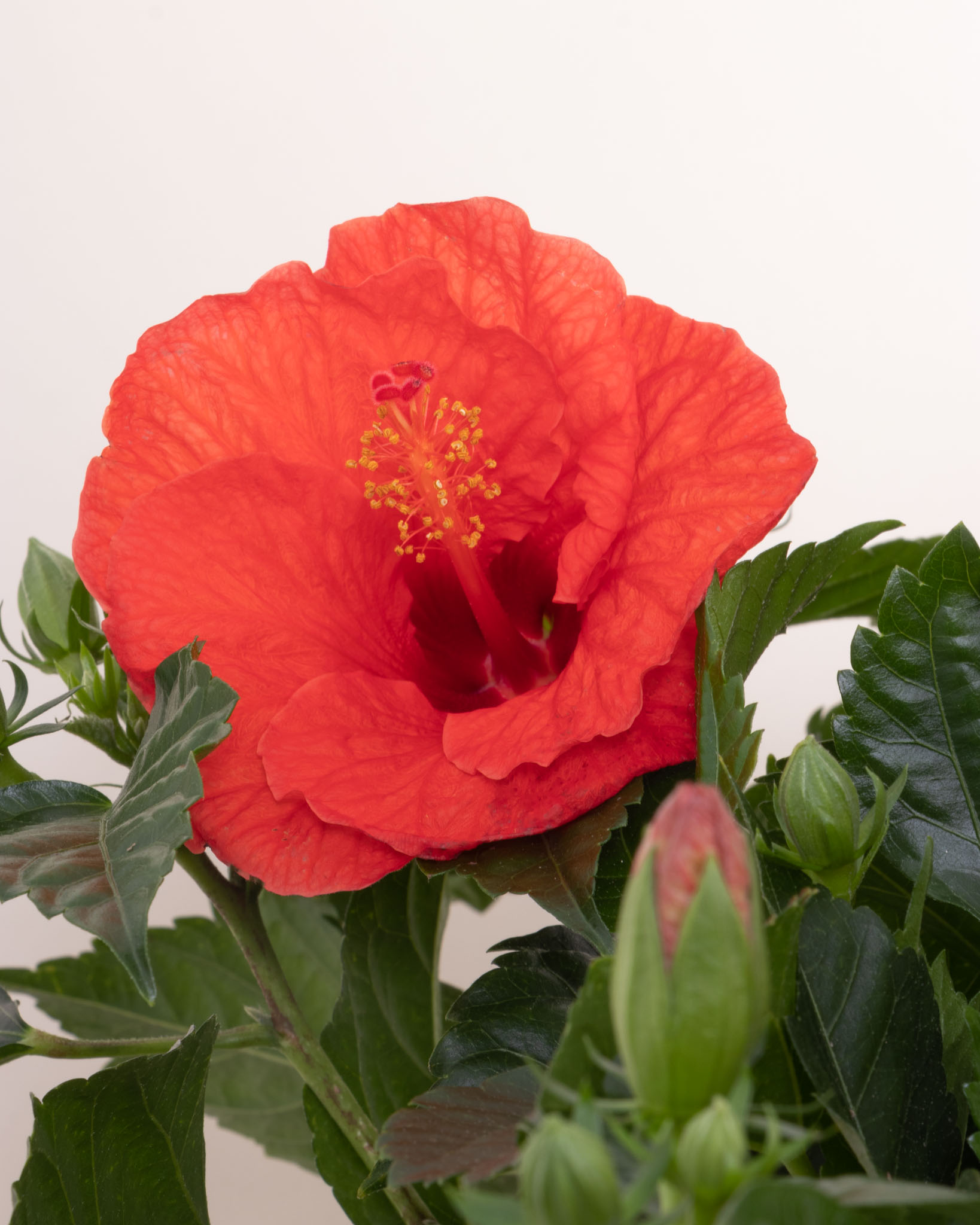  Hibiscus d’intérieur : nos conseils d’entretien