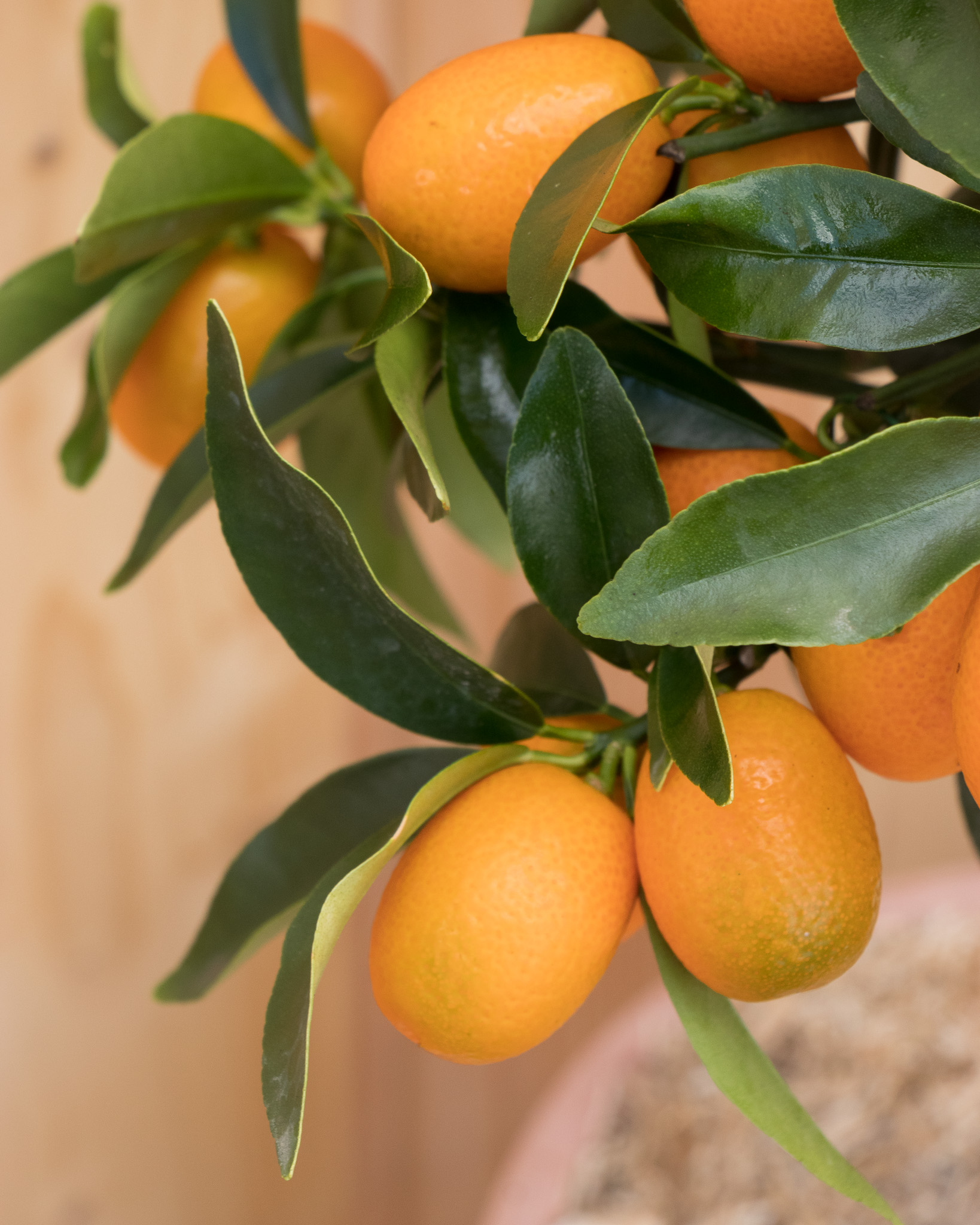 Zoom sur Giulia - Kumquat