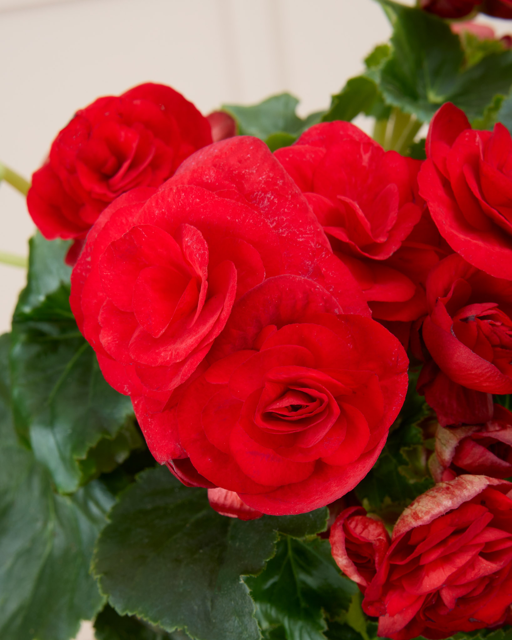 Zoom sur Mona - Bégonia (la plante peut être livrée à différents stades de floraison)