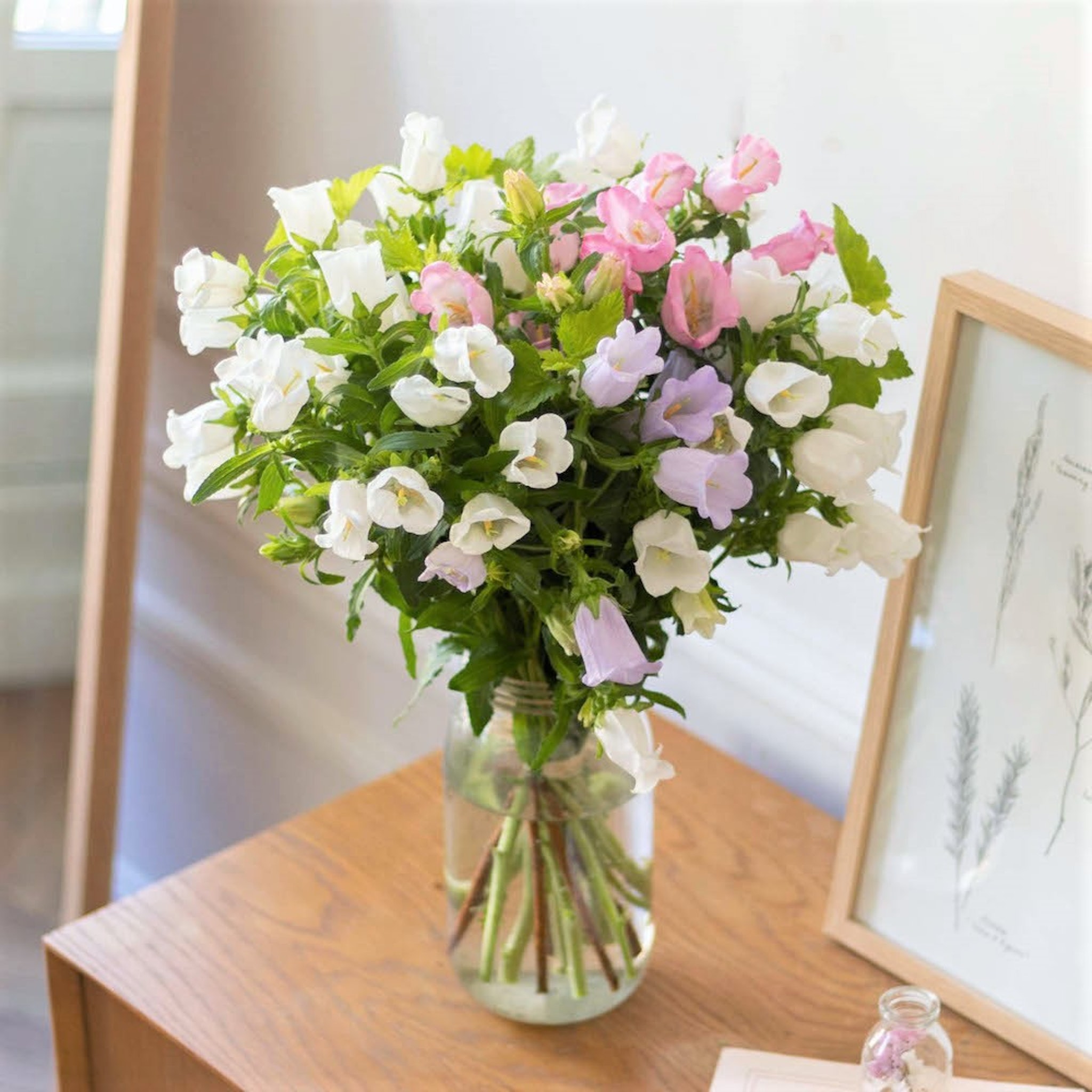 Die Schonsten Fruhlingsblumen Pflegehinweise Bergamotte