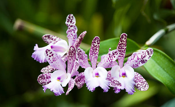 Fleur Cattleya : Tout savoir sur cette Orchidée