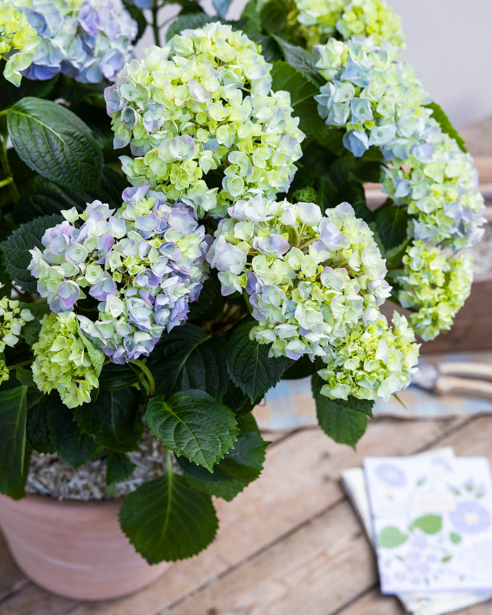 zoom sur les fleurs d'hortensias