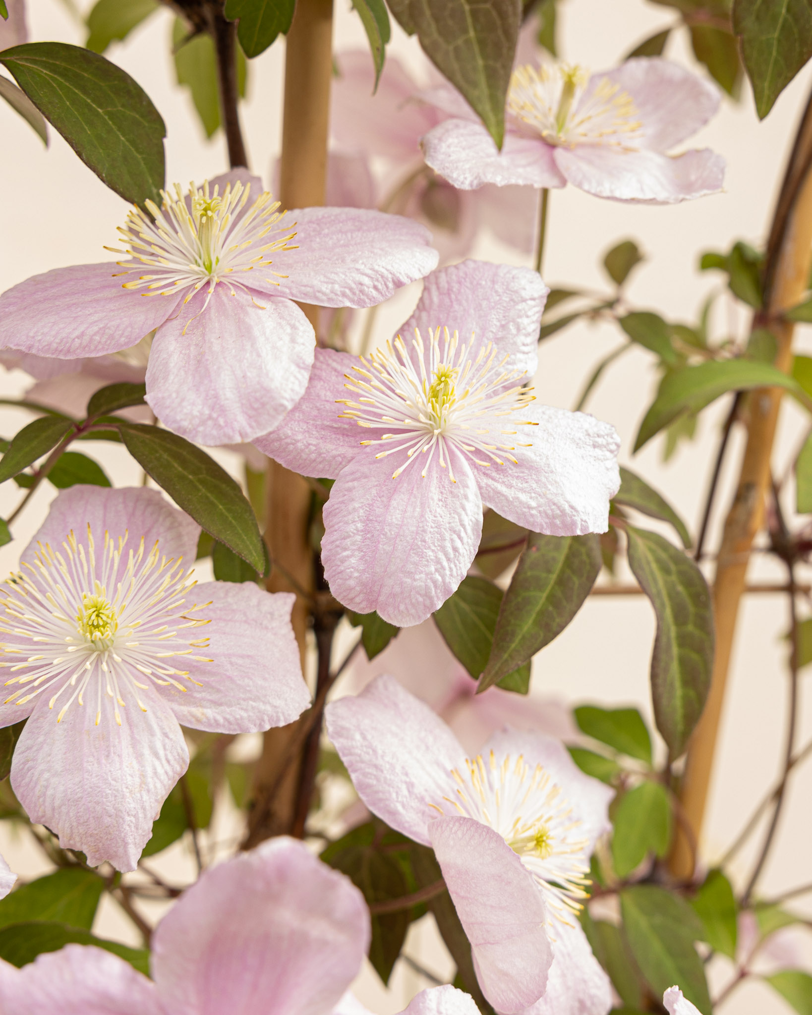 zoom sur fleurs clématite