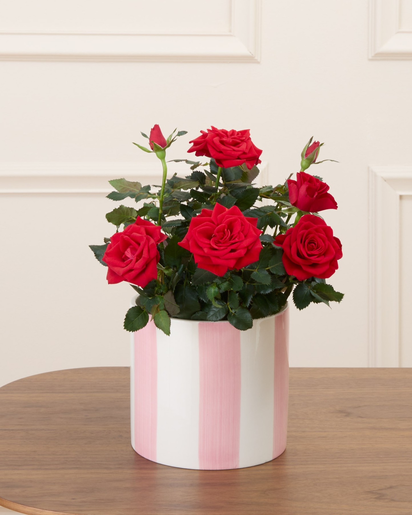 Daphné et son cache-pot rayé rose - Rosier rouge