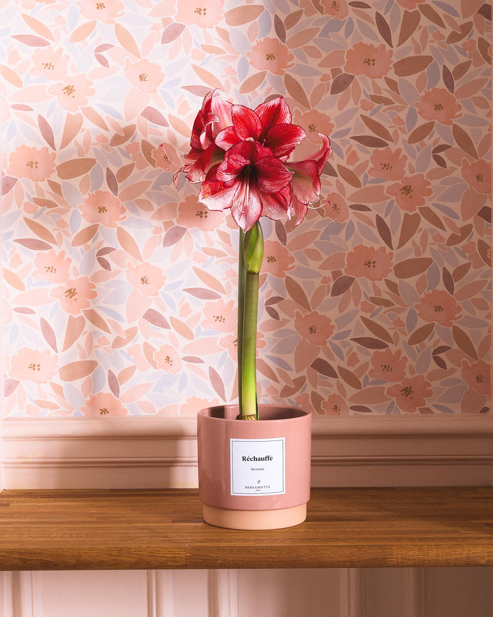Tout savoir sur l’Amaryllis