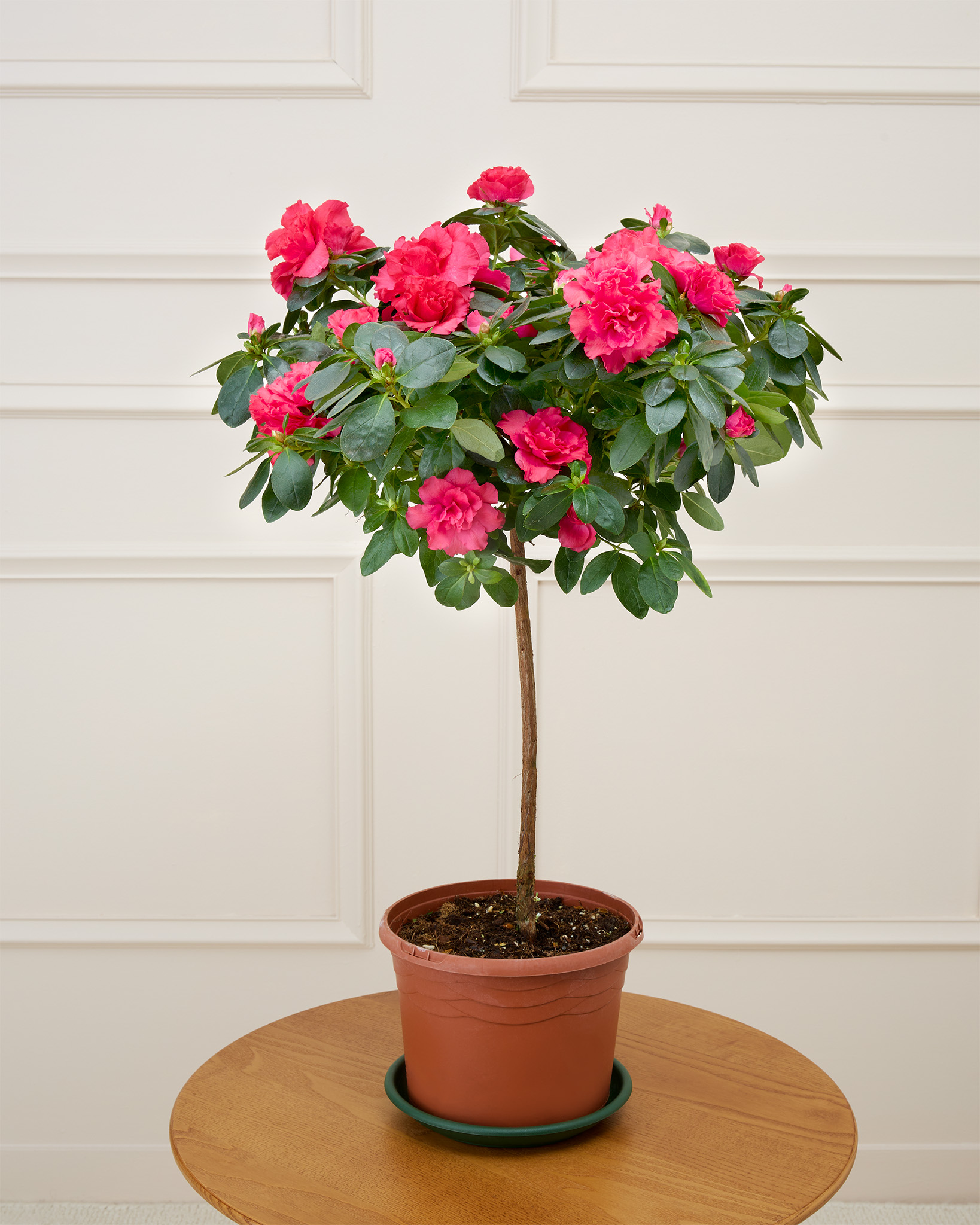 Esmée et sa soucoupe - Azalée