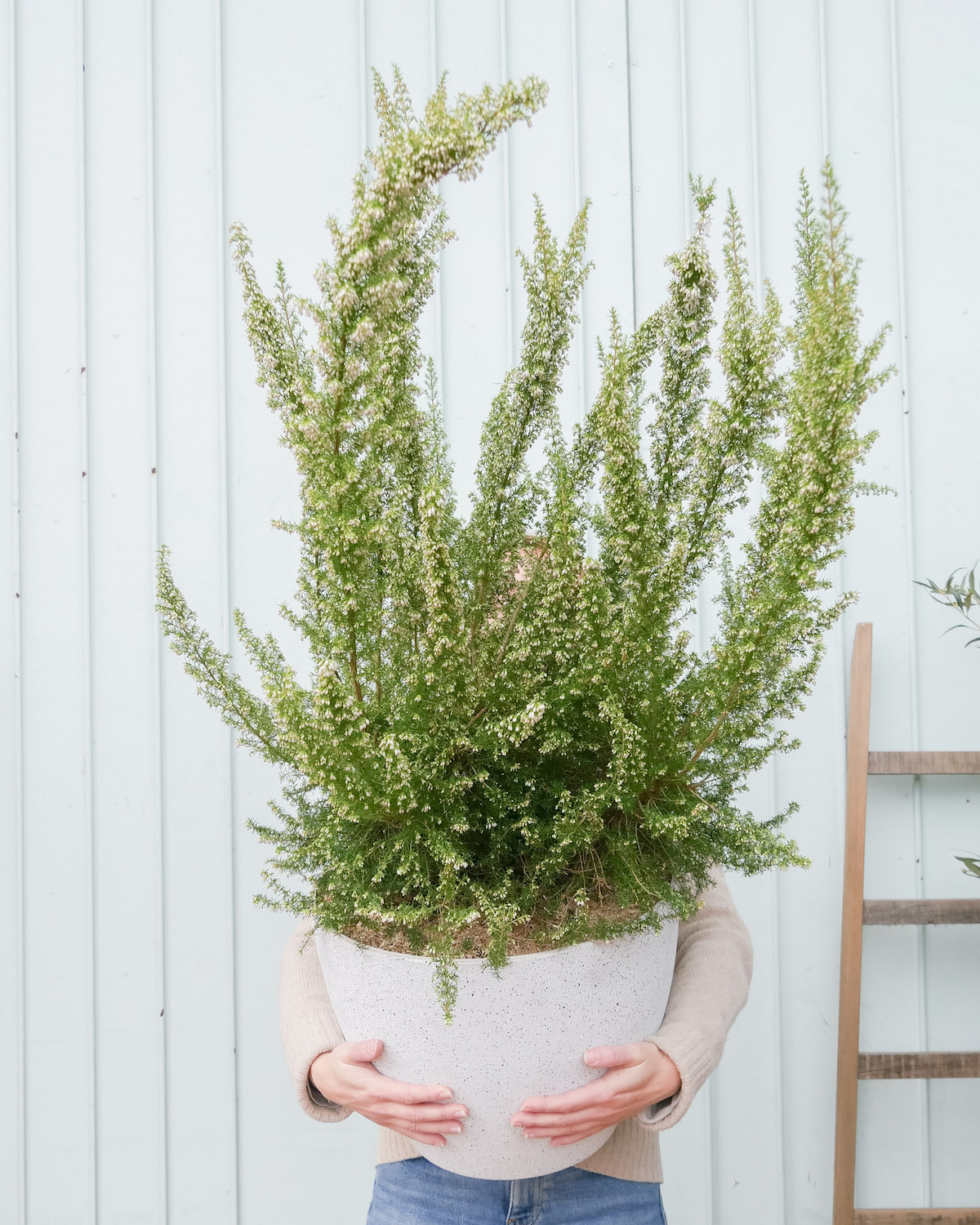 La livraison de plantes d