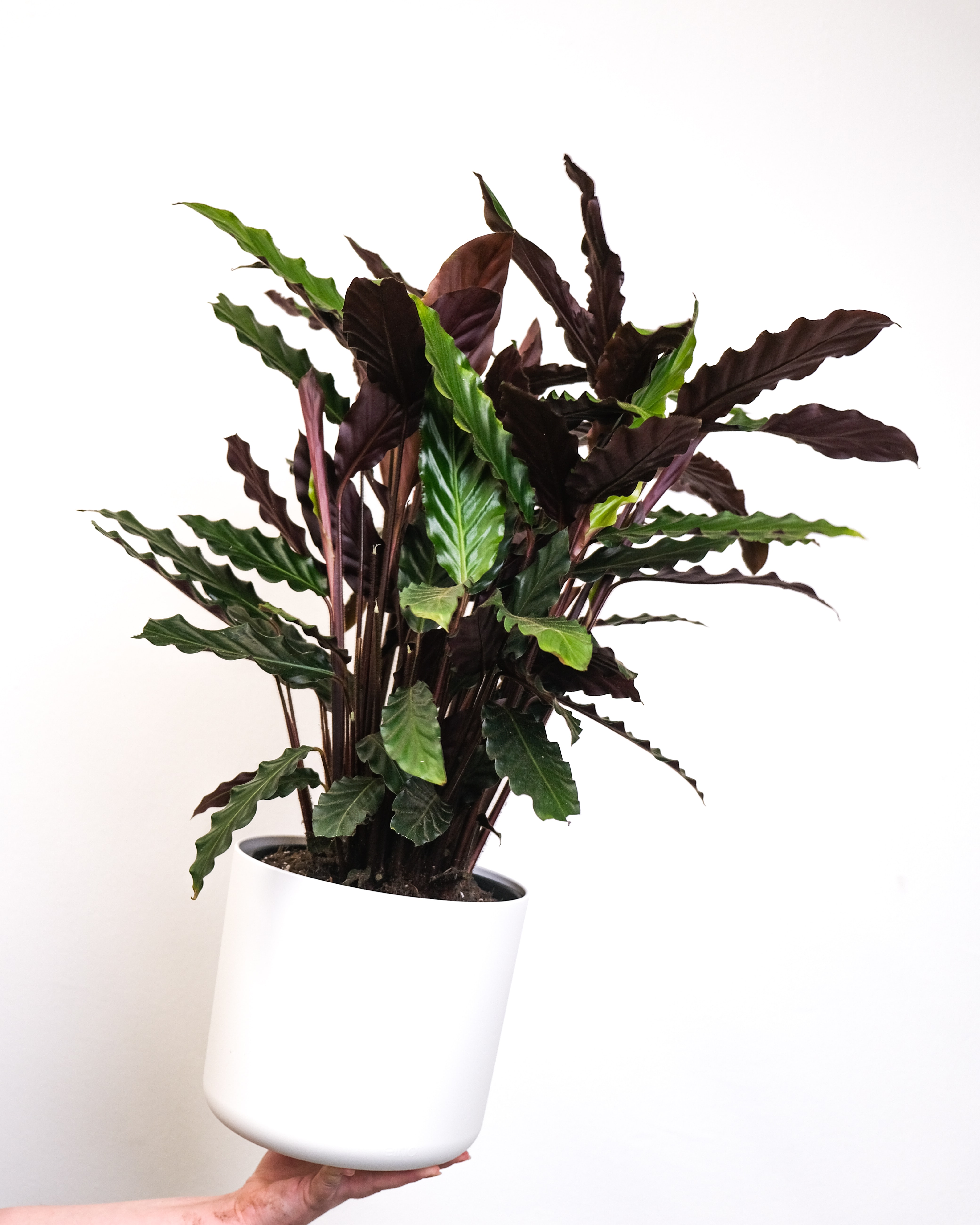 calathea-rufibarba