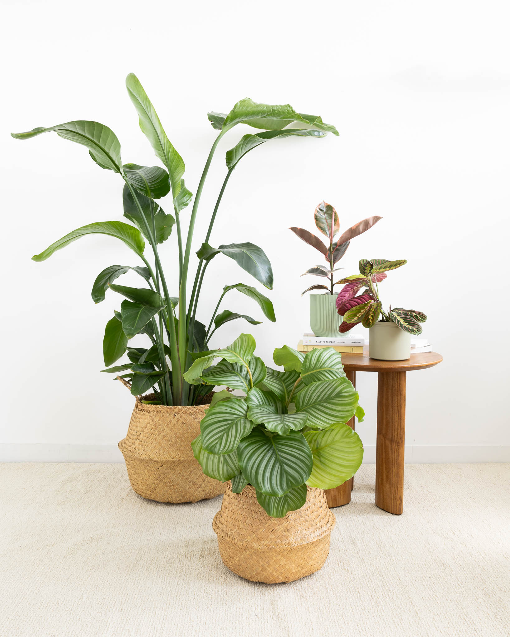 Calathea