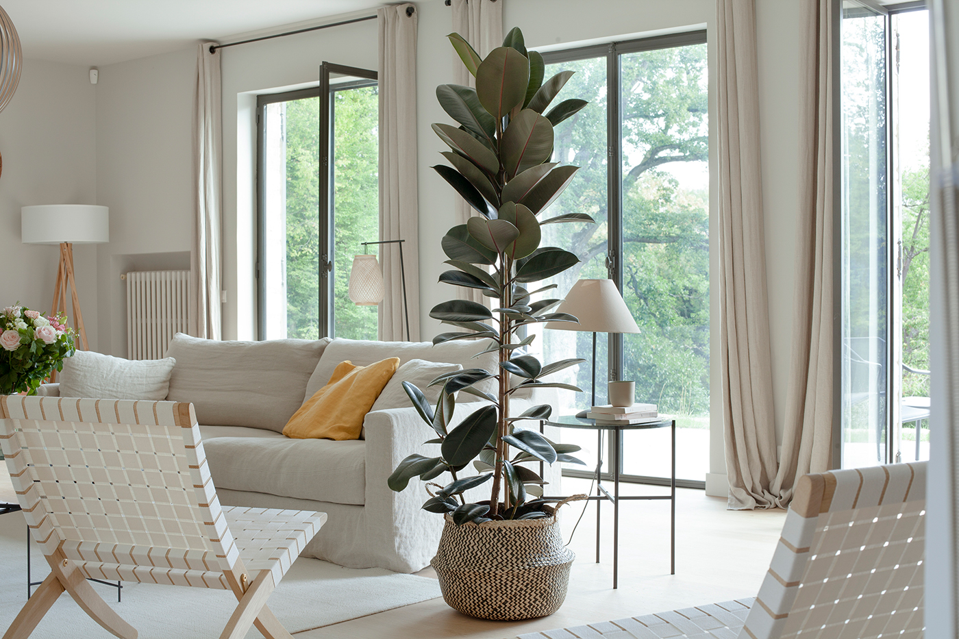 Ficus Elastica : nos astuces d