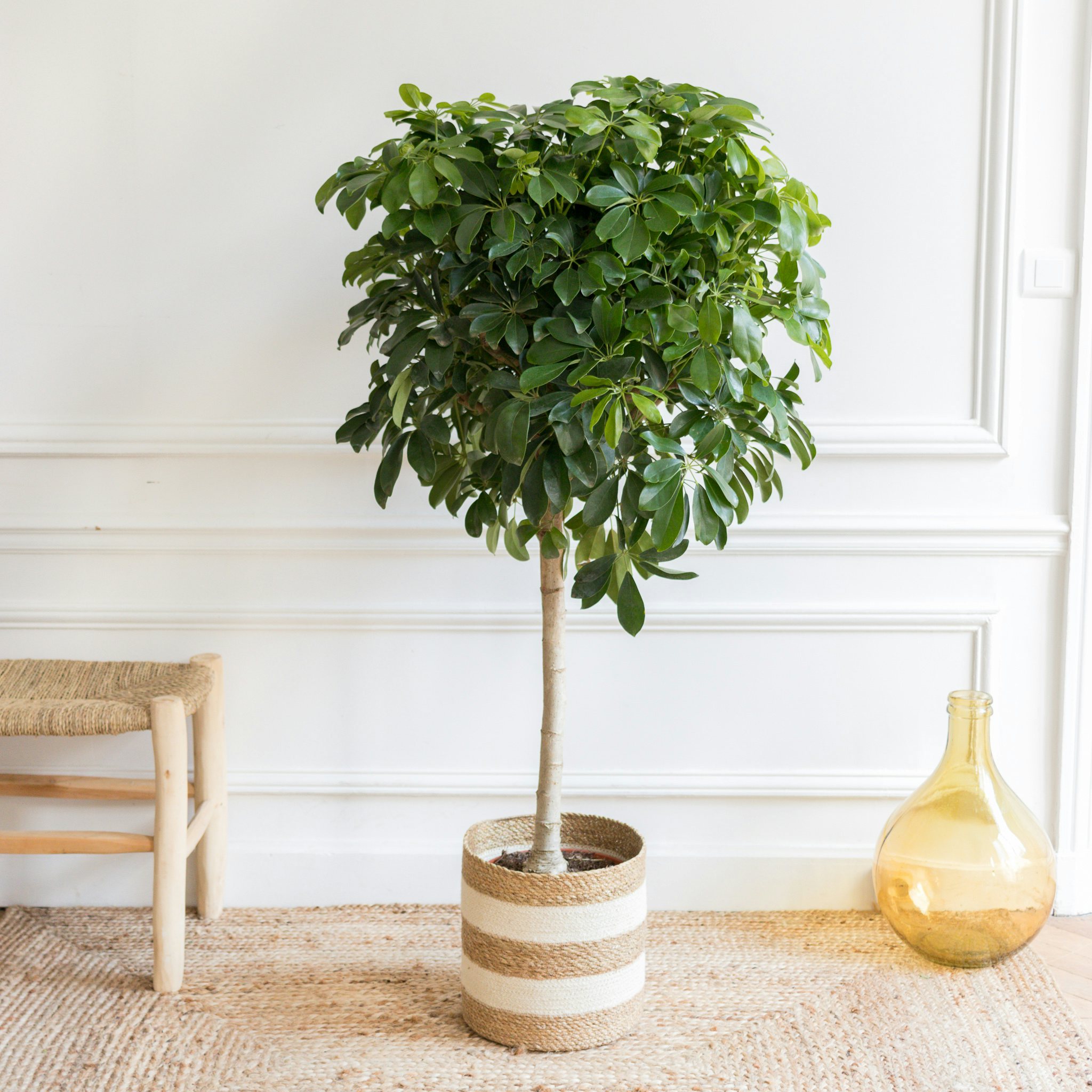 Schefflera : une plante verte d'intérieur robuste et décorative