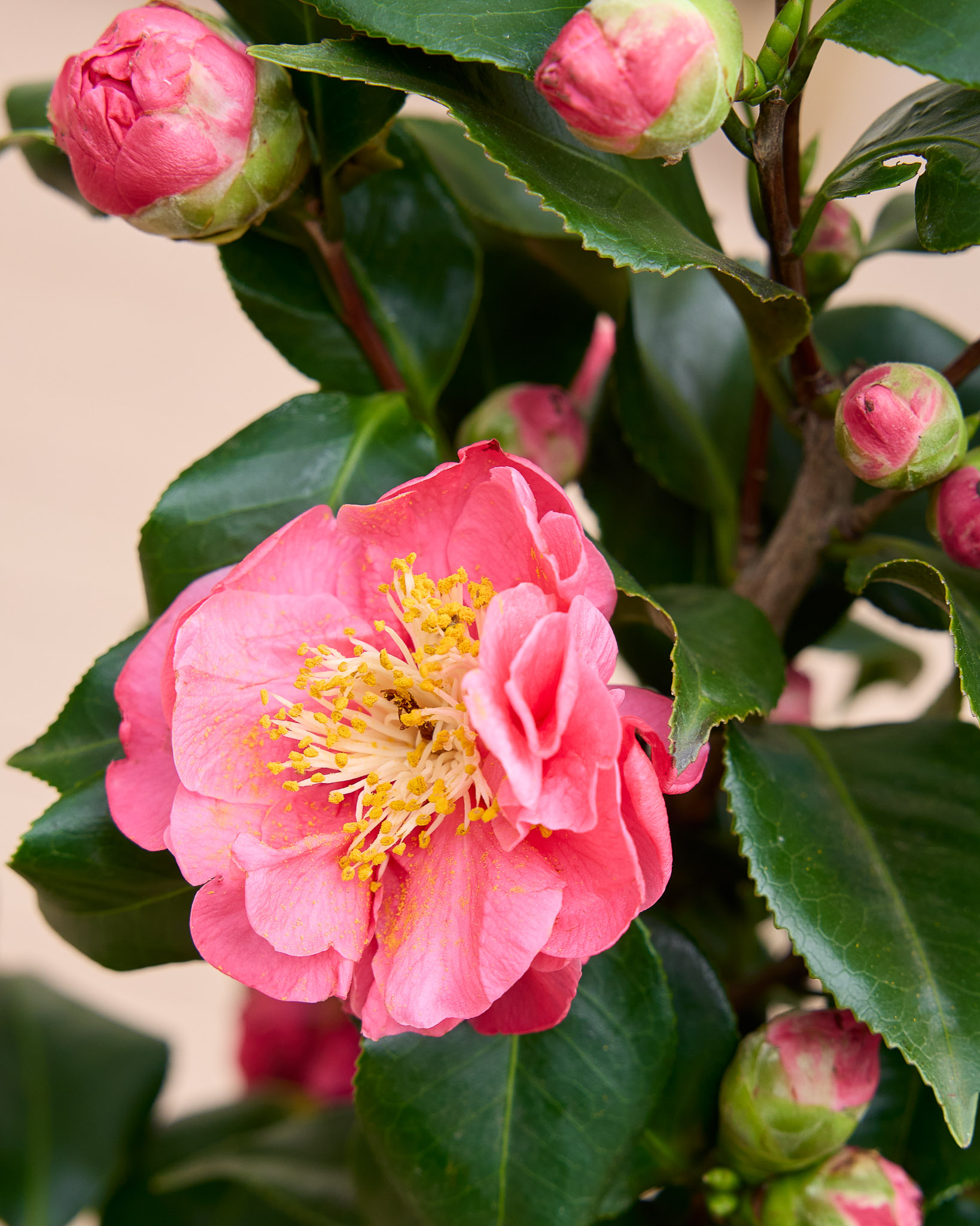 camelia