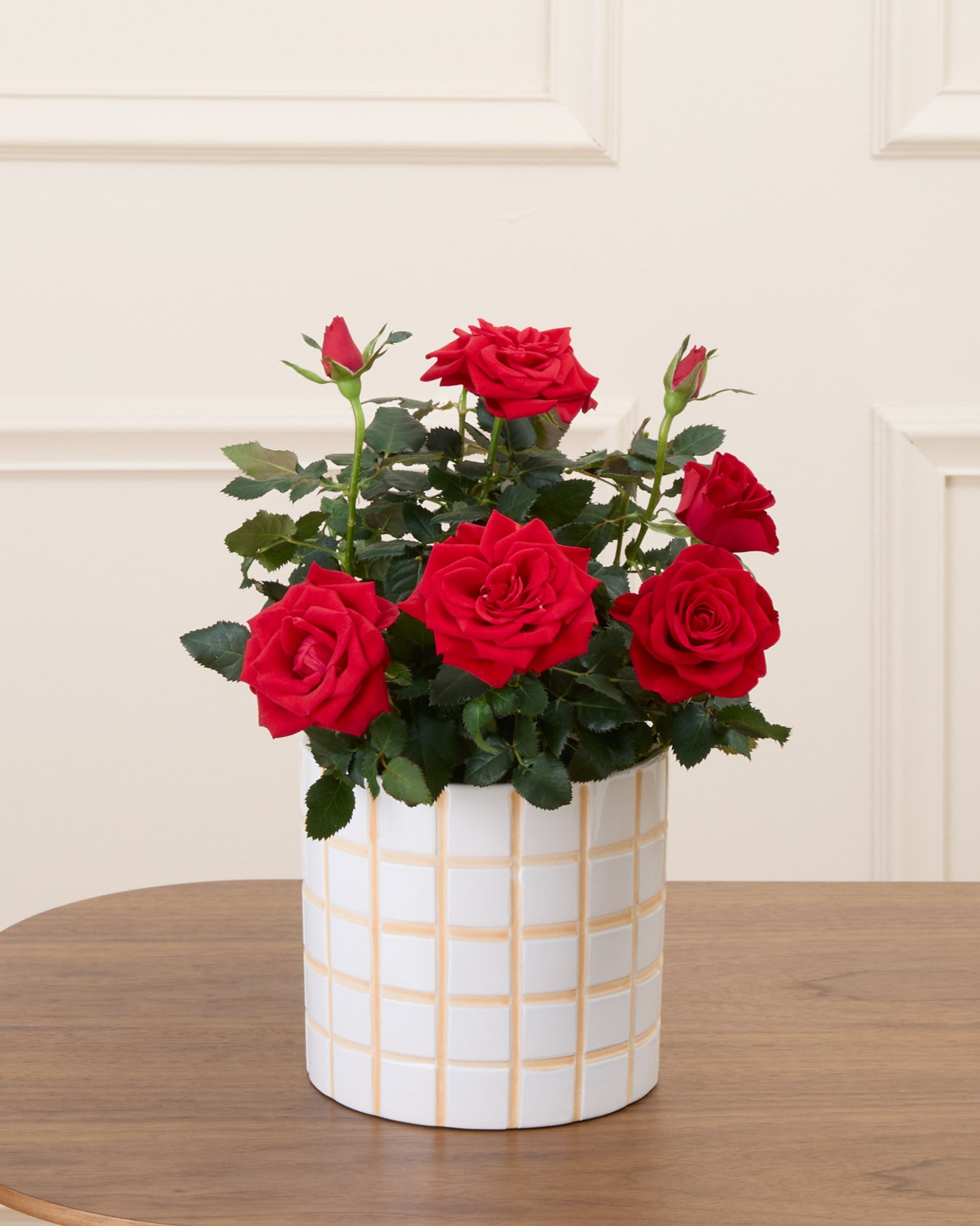 Daphné et son cache-pot quadrillé - Rosier rouge