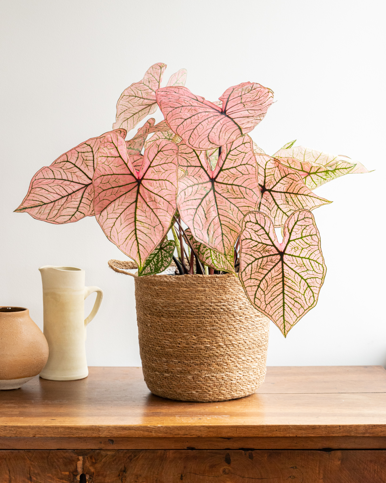 Caladium : nos conseils d