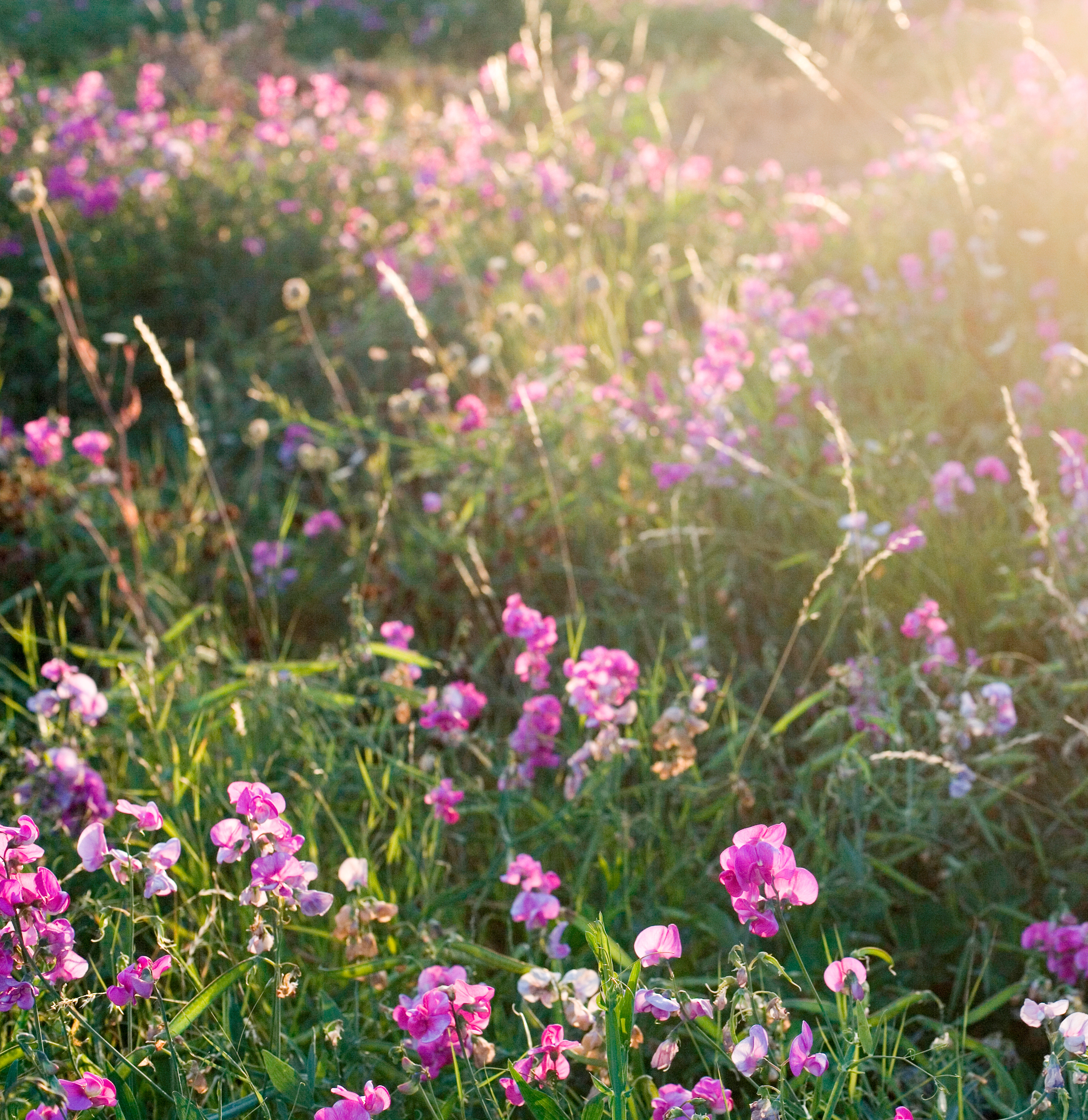 fleur-du mois-d-avril