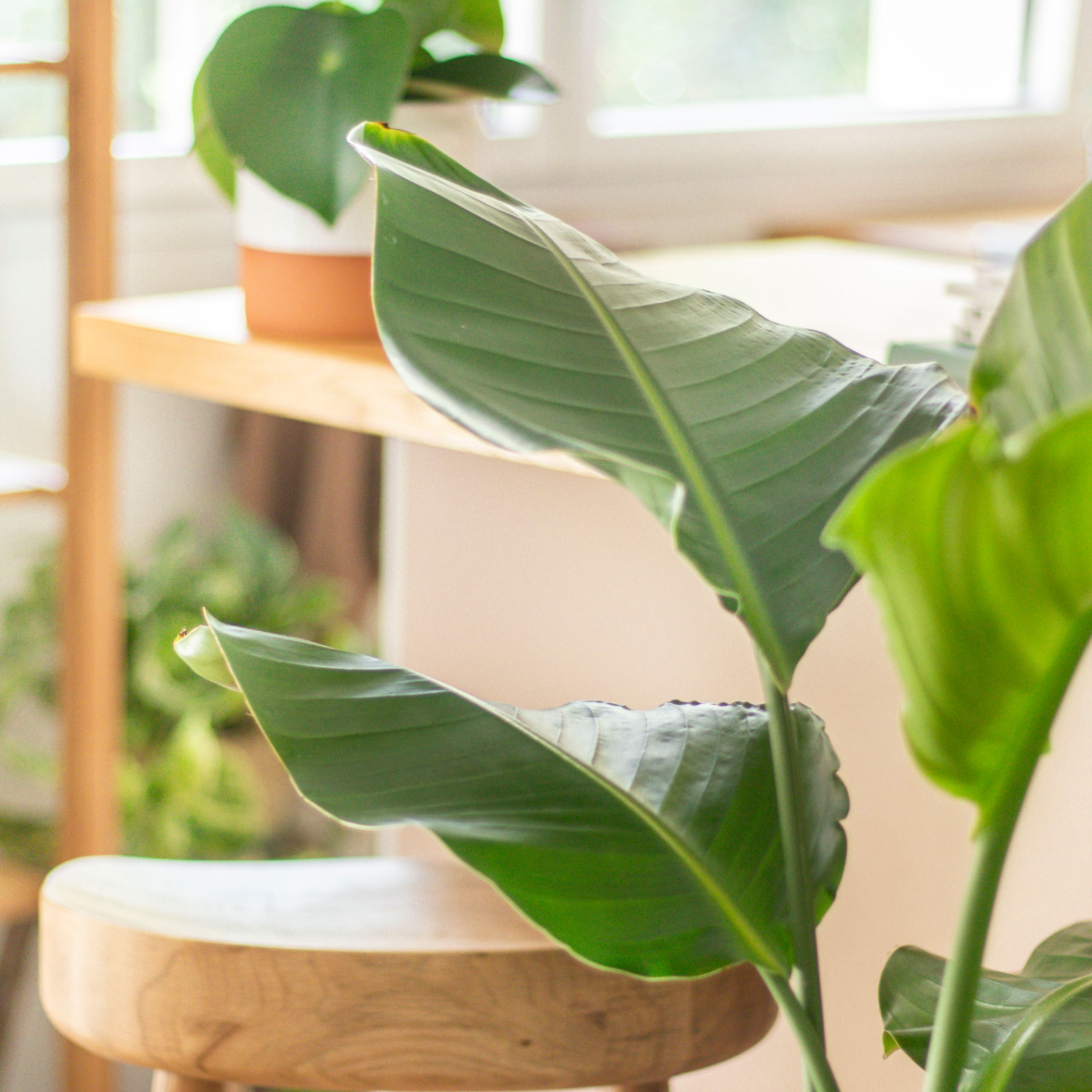 Un Strelitzia dans ma salle de bain