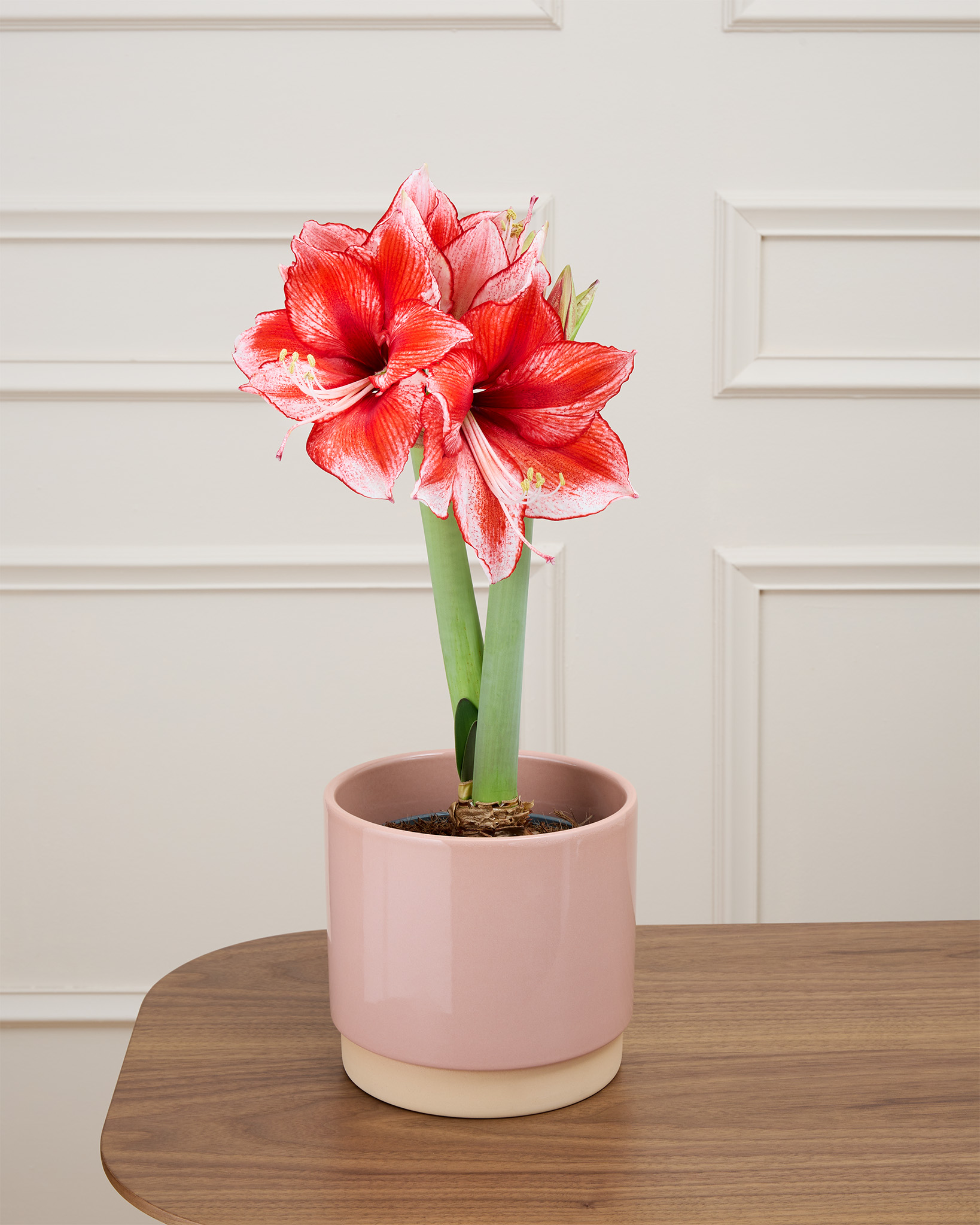 amaryllis en pot
