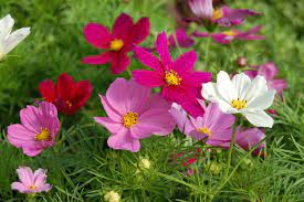 fleurs cosmos