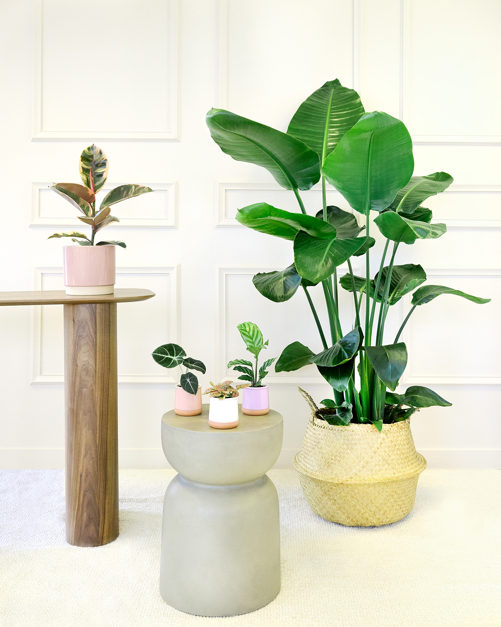 Cache-pots adaptés à la tribu emménagement