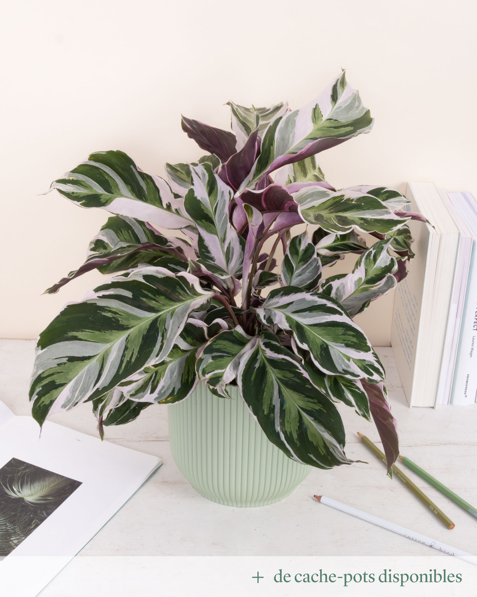 Calathea White Fusion
