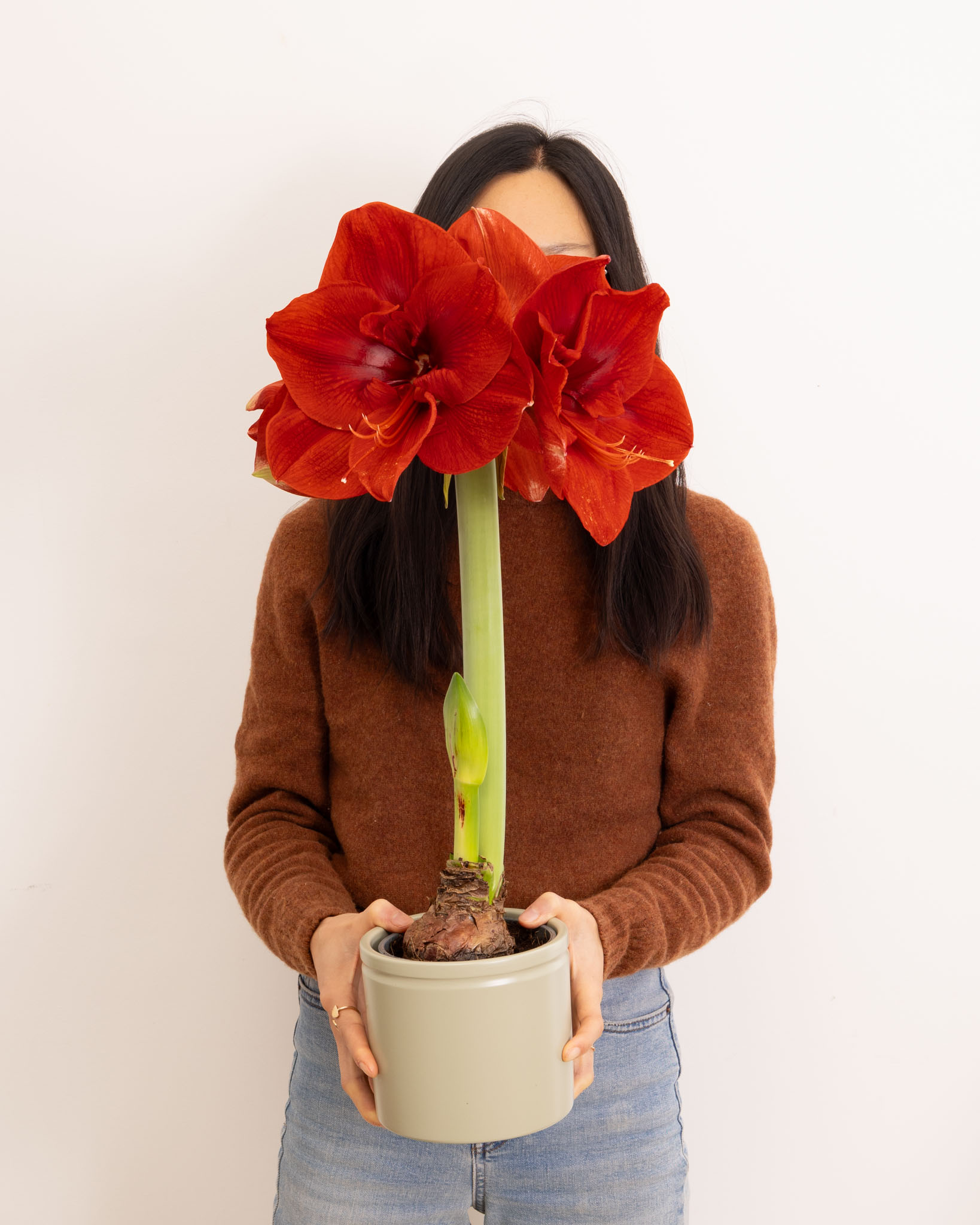 amaryllis