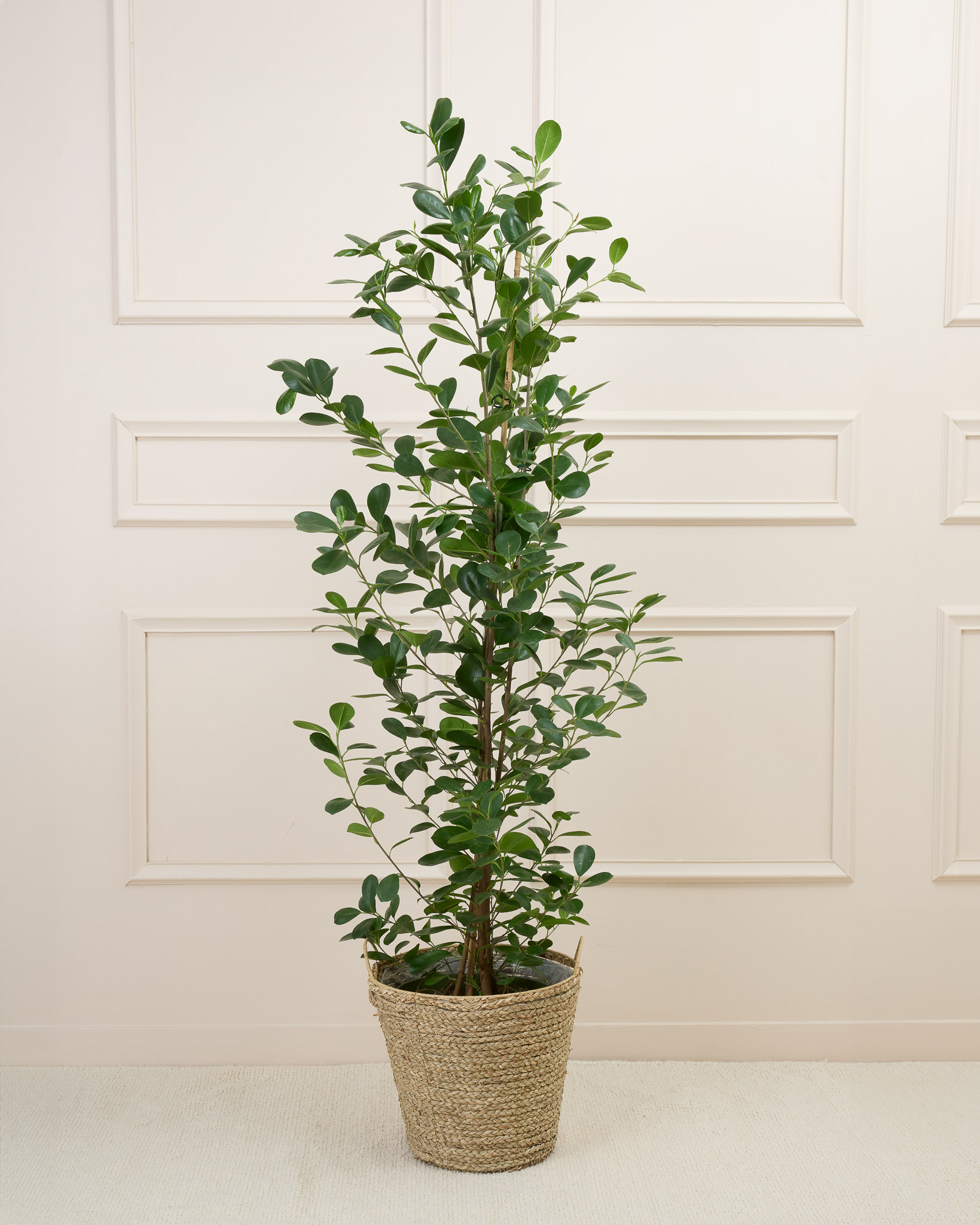 Ficus moclame 