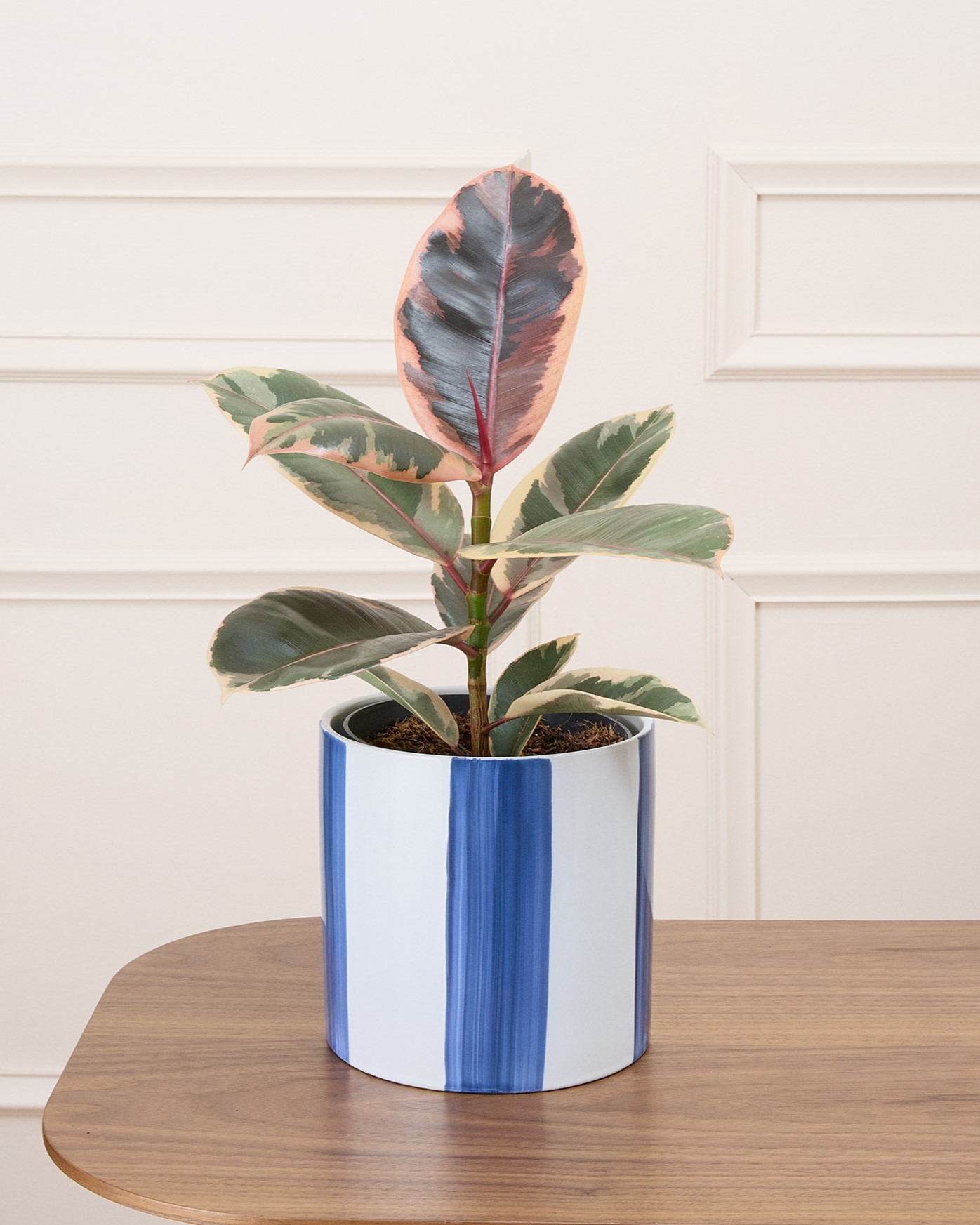 Philomène et son cache-pot rayé bleu - Ficus Belize