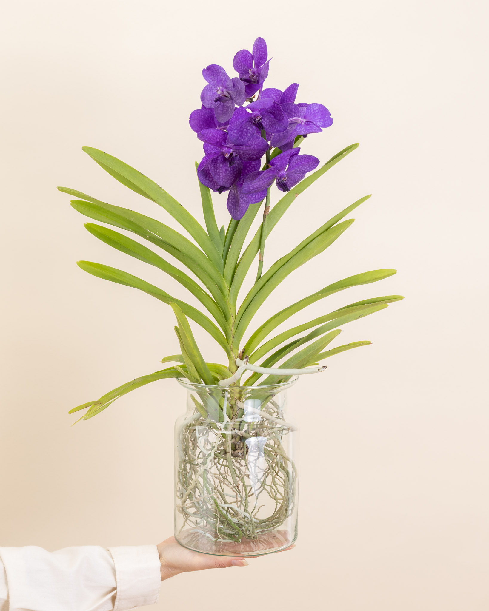 Découvrez Violette, notre orchidée en vase