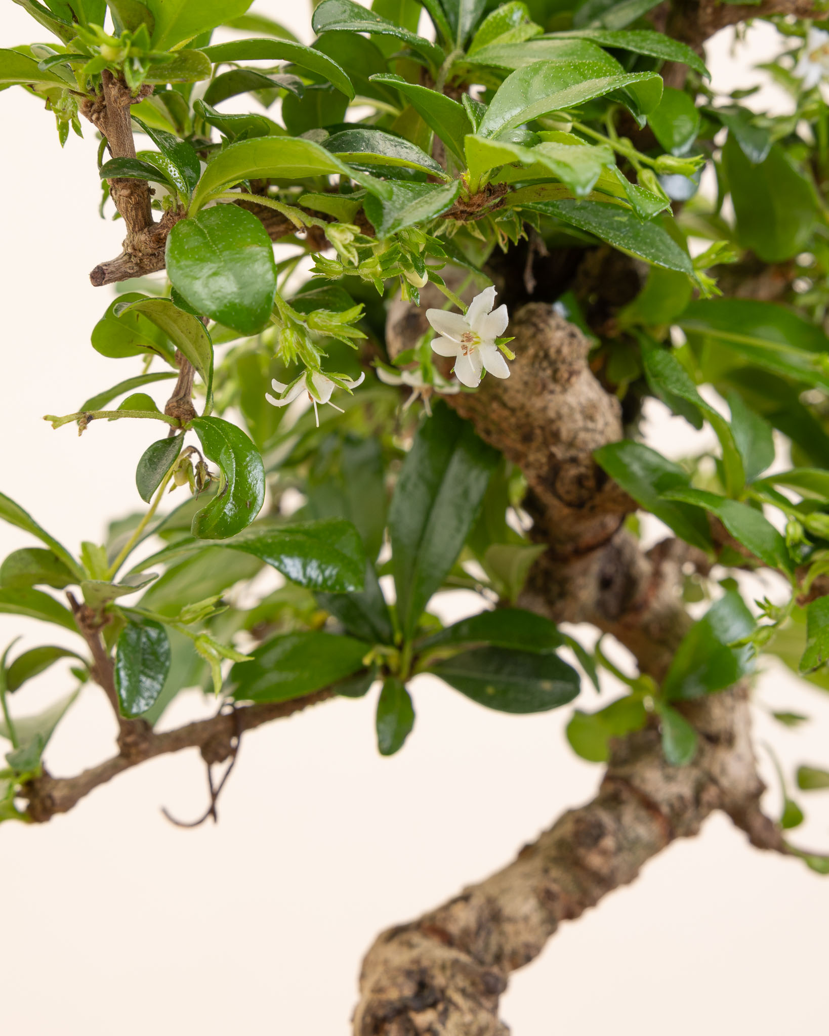 zoom sur un bonsai