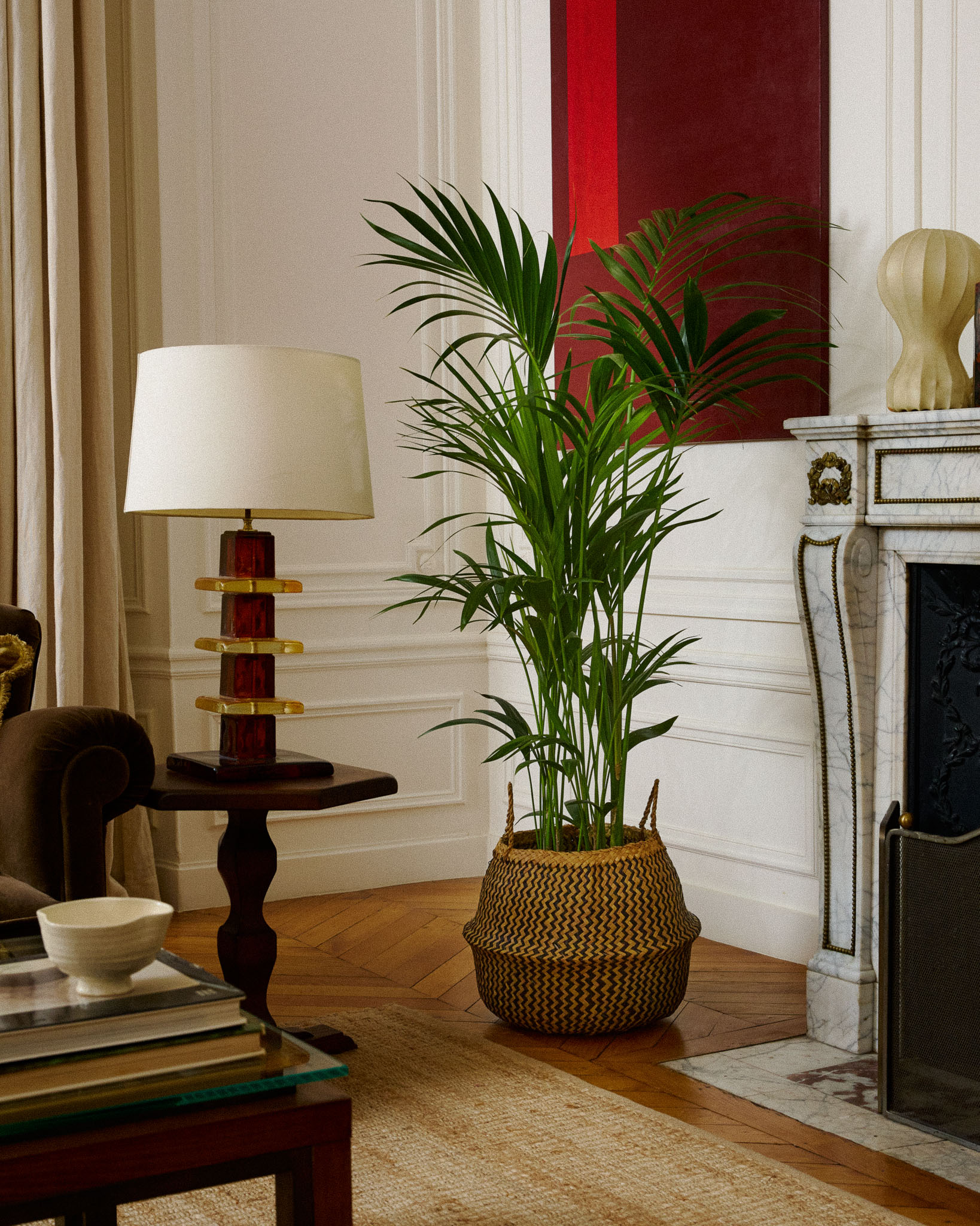 Kentia Marius Livraison plantes d'intérieur et plantes vertes