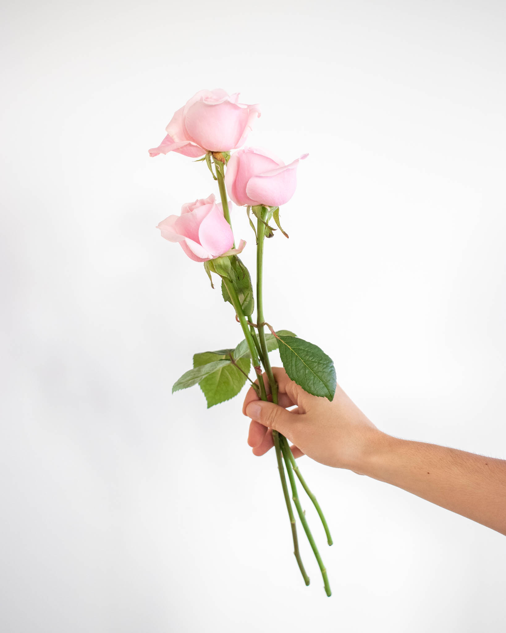 La Rose et sa signification